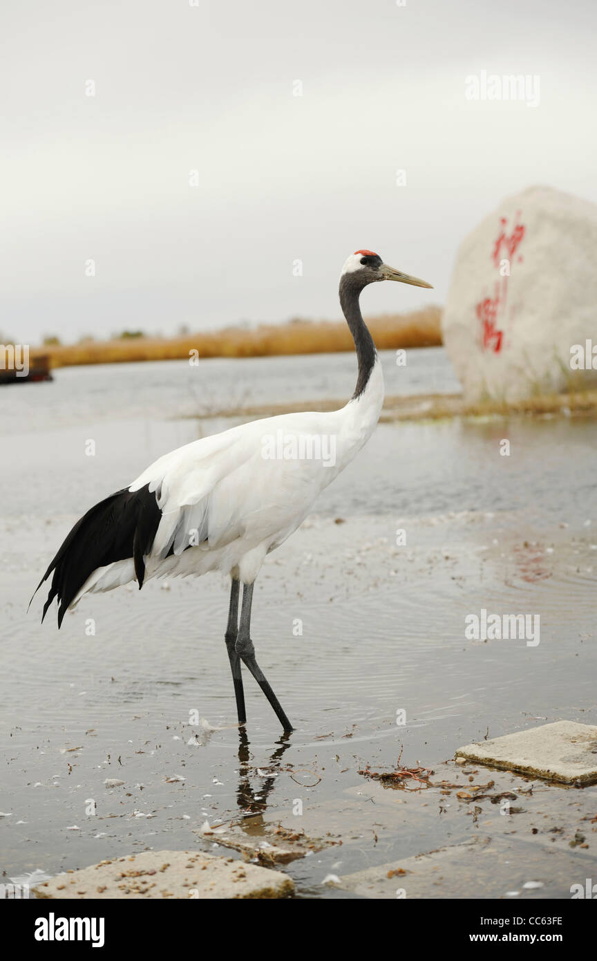 Red crowned crane china wetland hi-res stock photography and images - Alamy