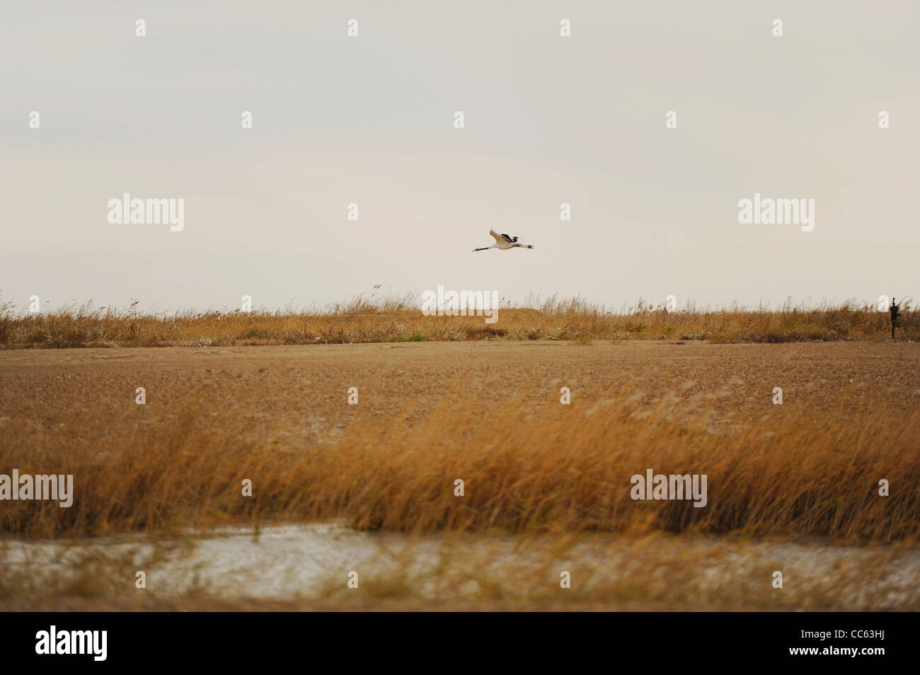 Red-crowned Crane flying, Zhalong Nature Reserve, Qiqihar, Heilongjiang , China Stock Photo