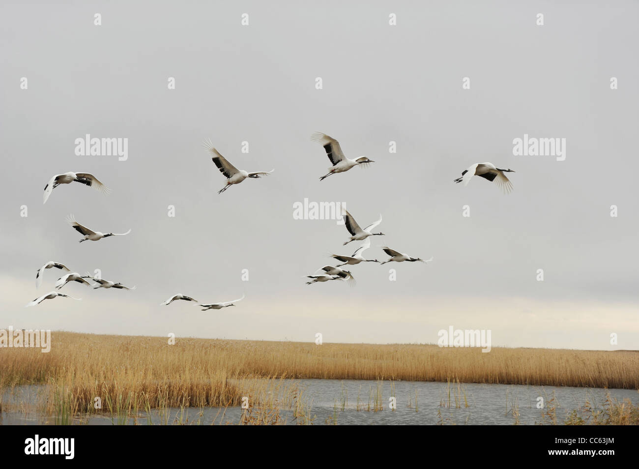 Red crowned crane china wetland hi-res stock photography and images - Alamy