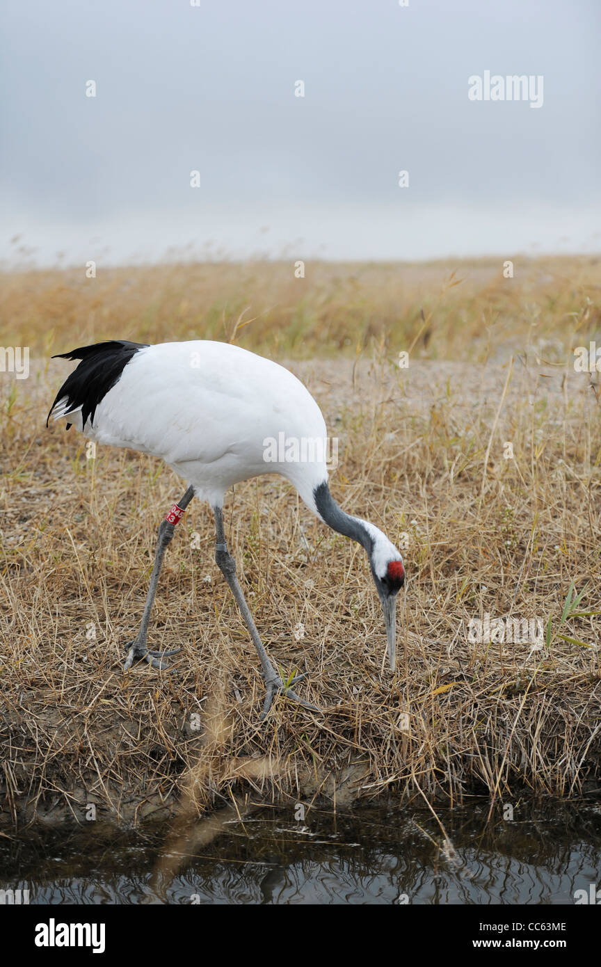 Red crowned crane china hi-res stock photography and images - Alamy