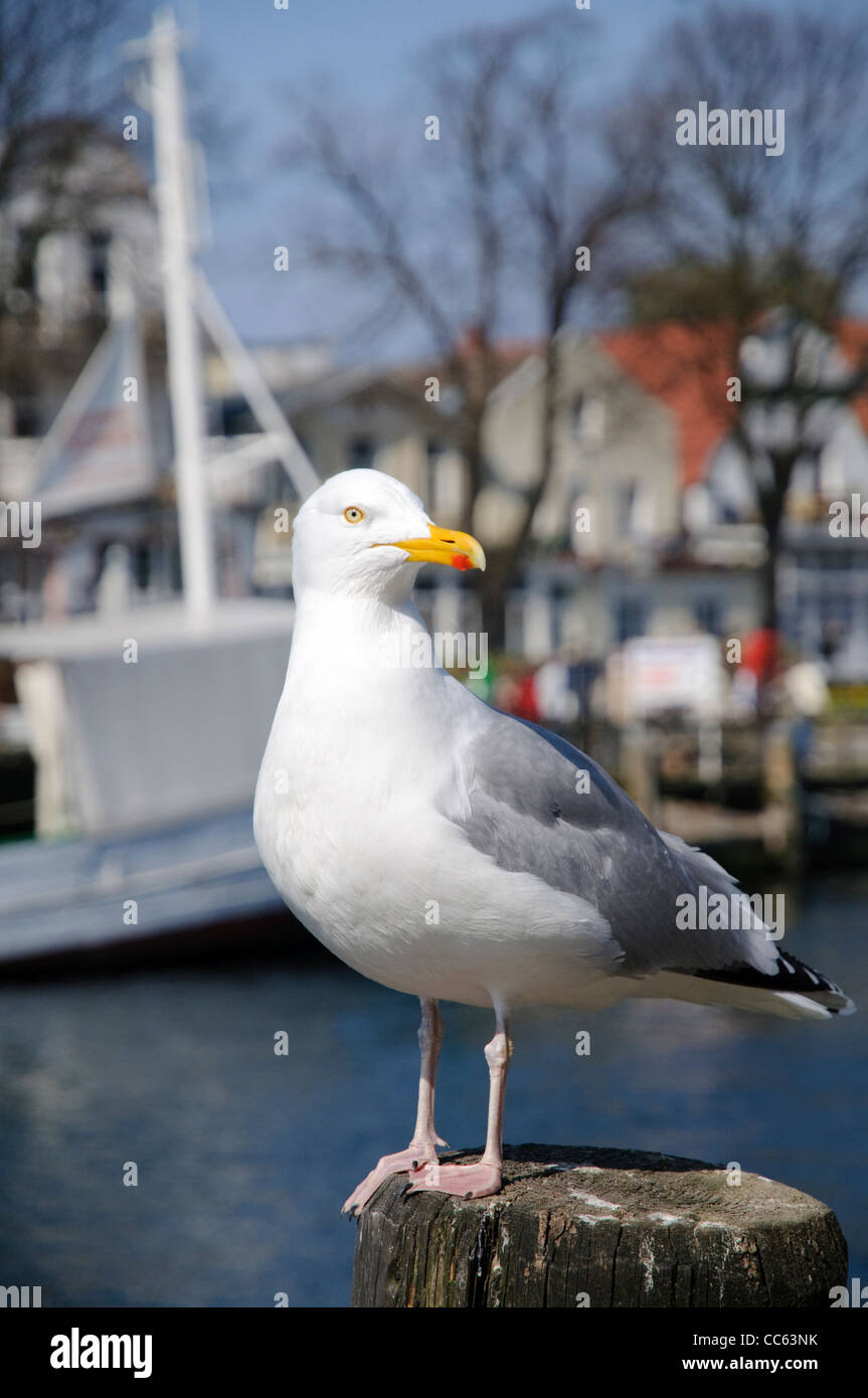 Herring Gull Larus argentatus at the old stream, Warnemuende