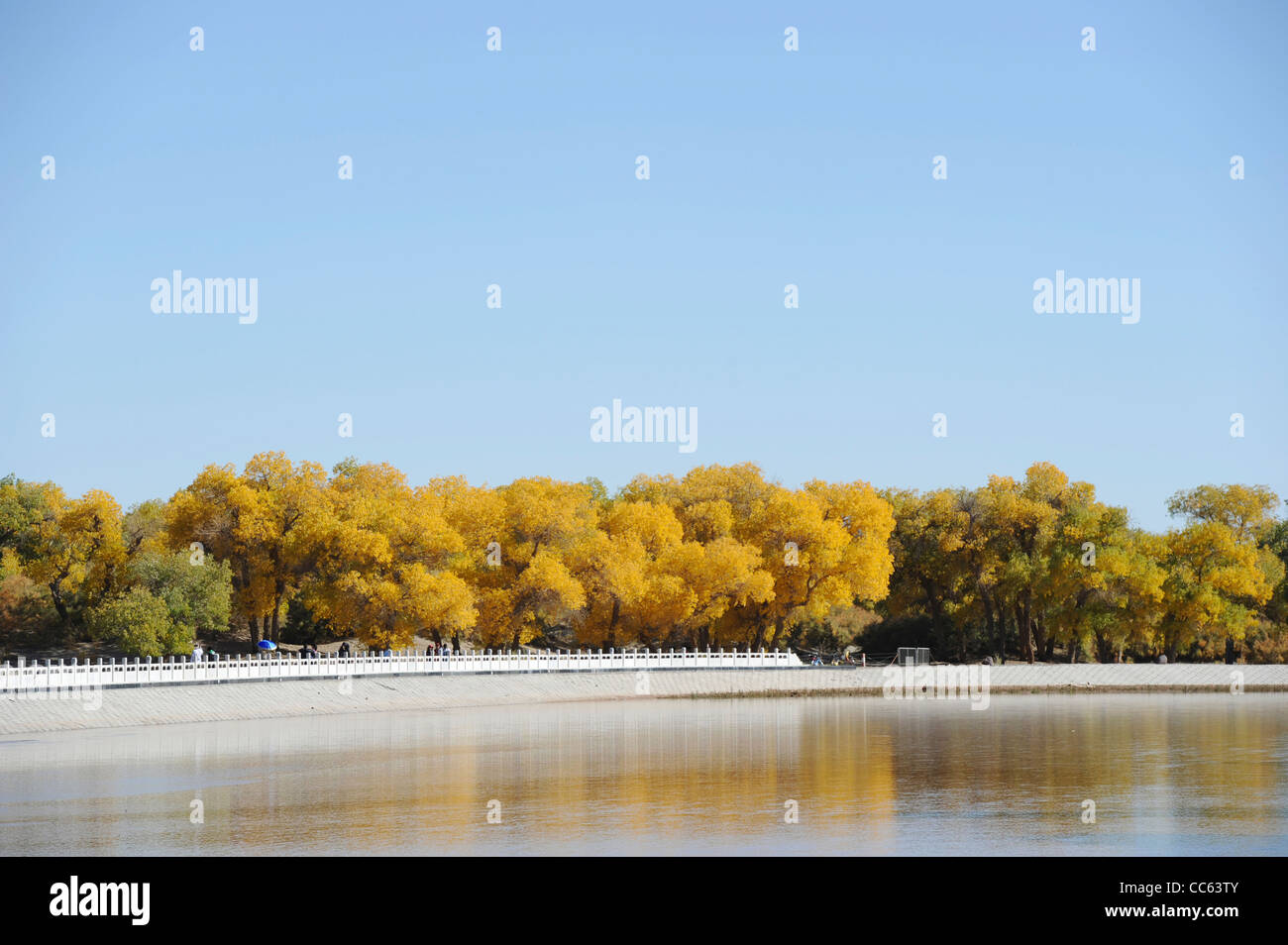 Tarim Euphrates Poplar National Nature Reserve, Xinjiang Uyghur Autonomous Region, China Stock Photo