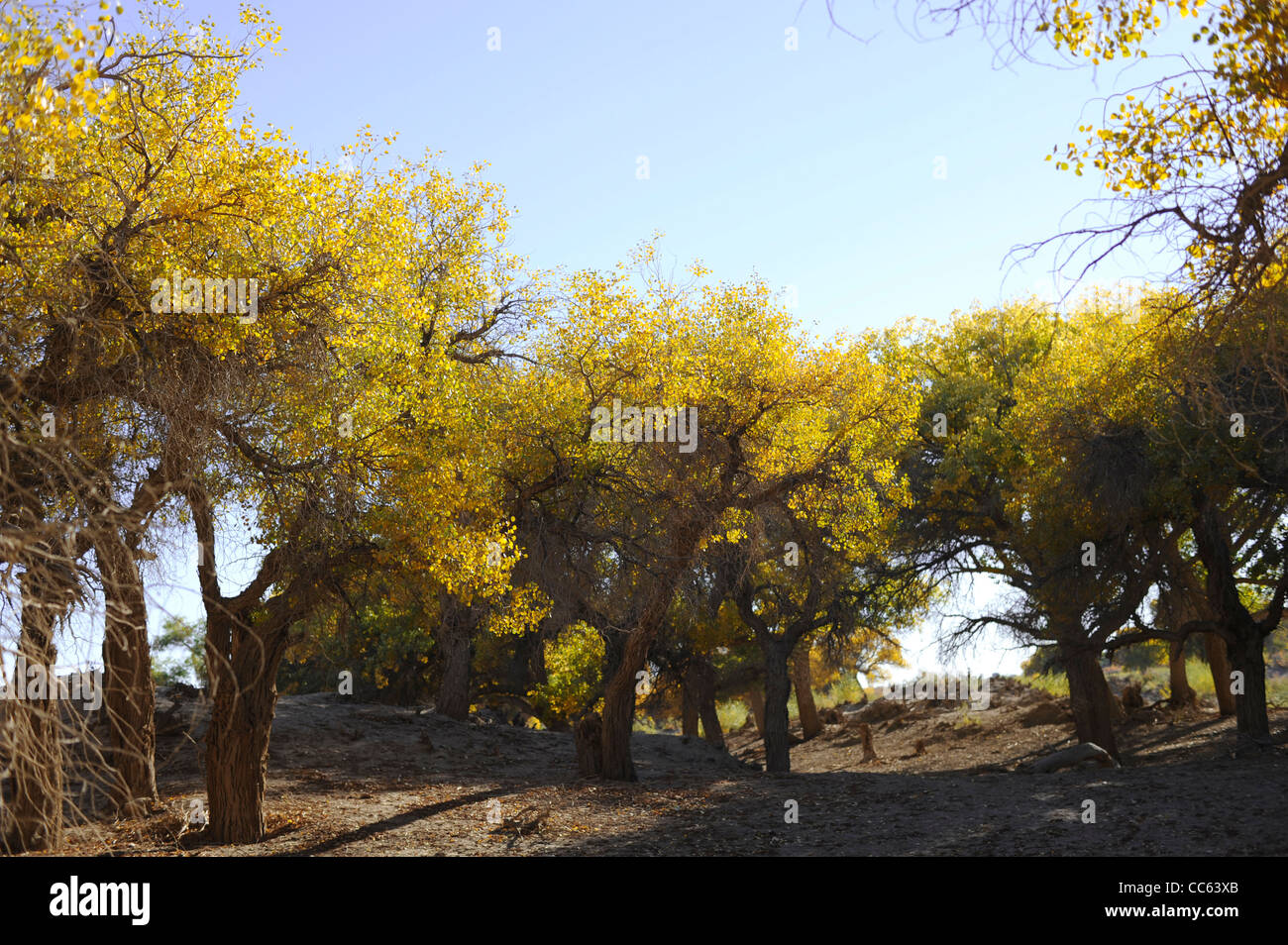 tarim-euphrates-poplar-national-nature-reserve-xinjiang-uyghur
