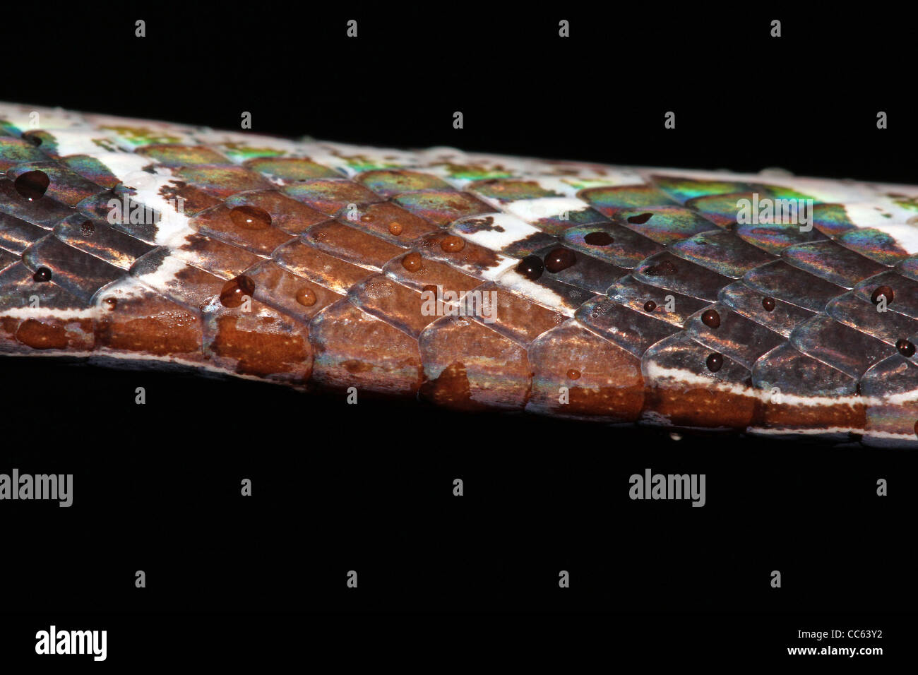 A closeup of the scales of the Ornate Snail-eating Snake (Dipsas catesbyi) in the Peruvian Amazon Stock Photo