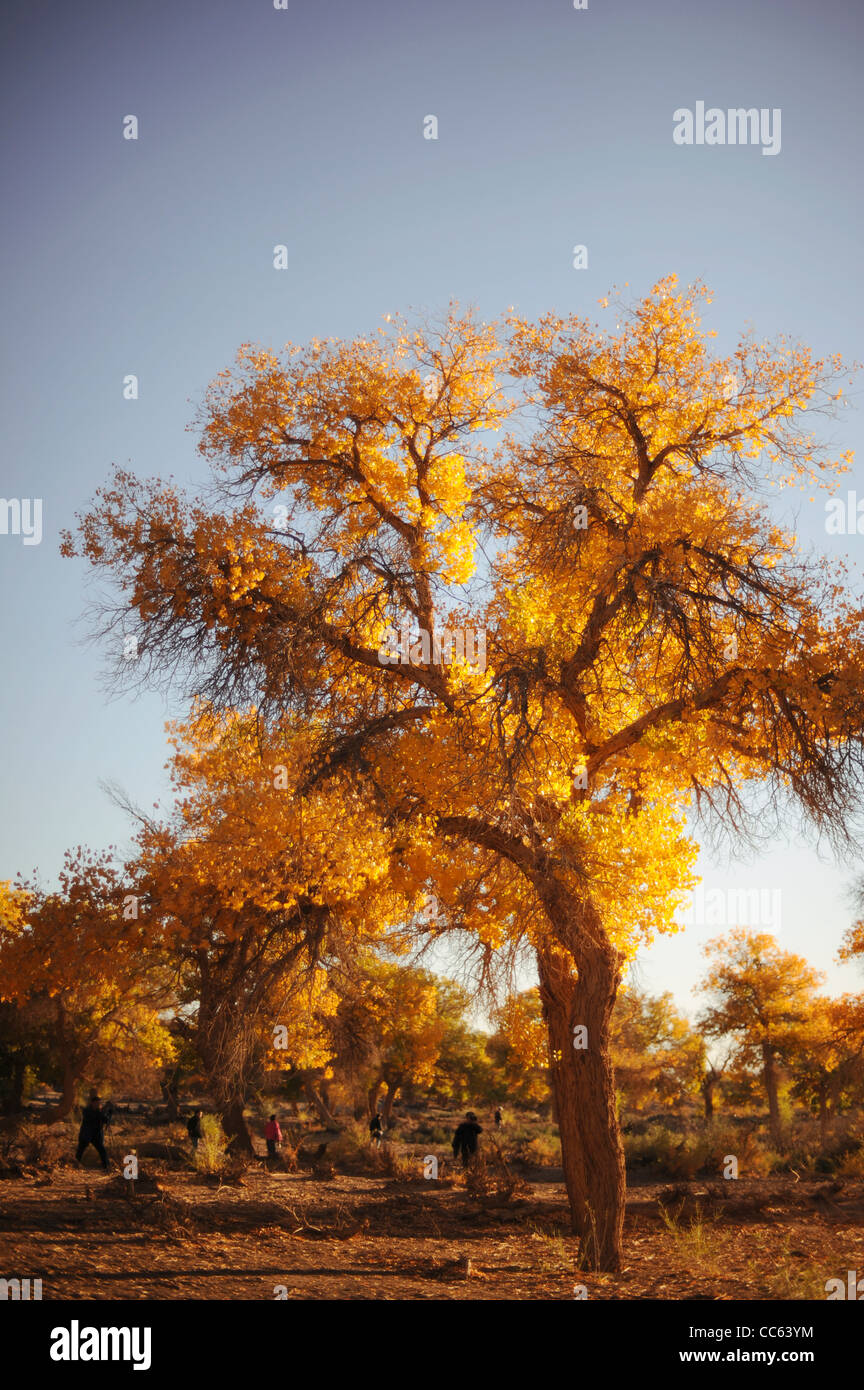 tarim-euphrates-poplar-national-nature-reserve-xinjiang-uyghur