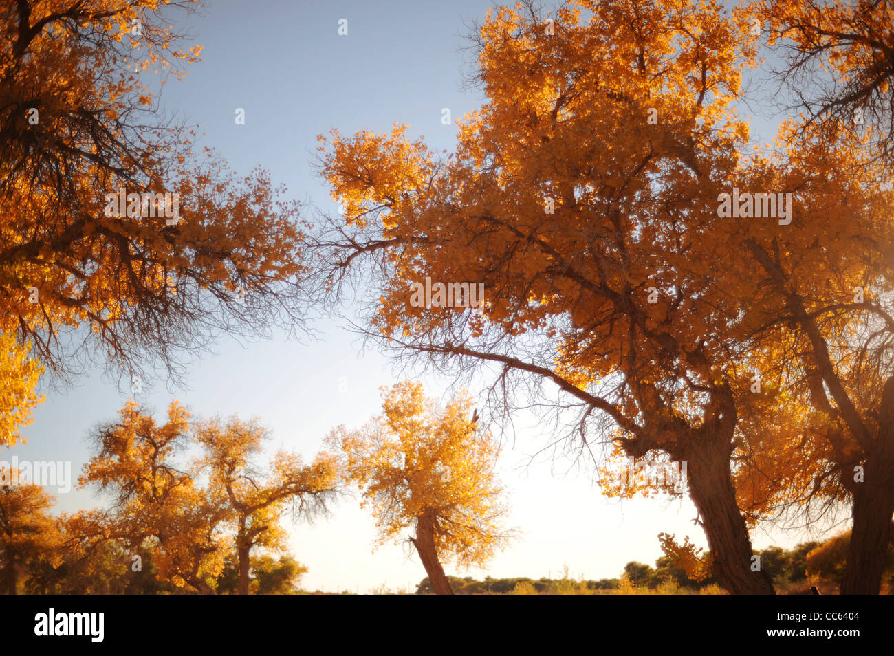 tarim-euphrates-poplar-national-nature-reserve-xinjiang-uyghur