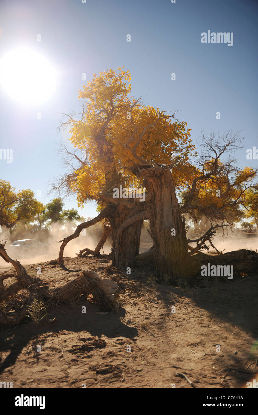 tarim-euphrates-poplar-national-nature-reserve-xinjiang-uyghur
