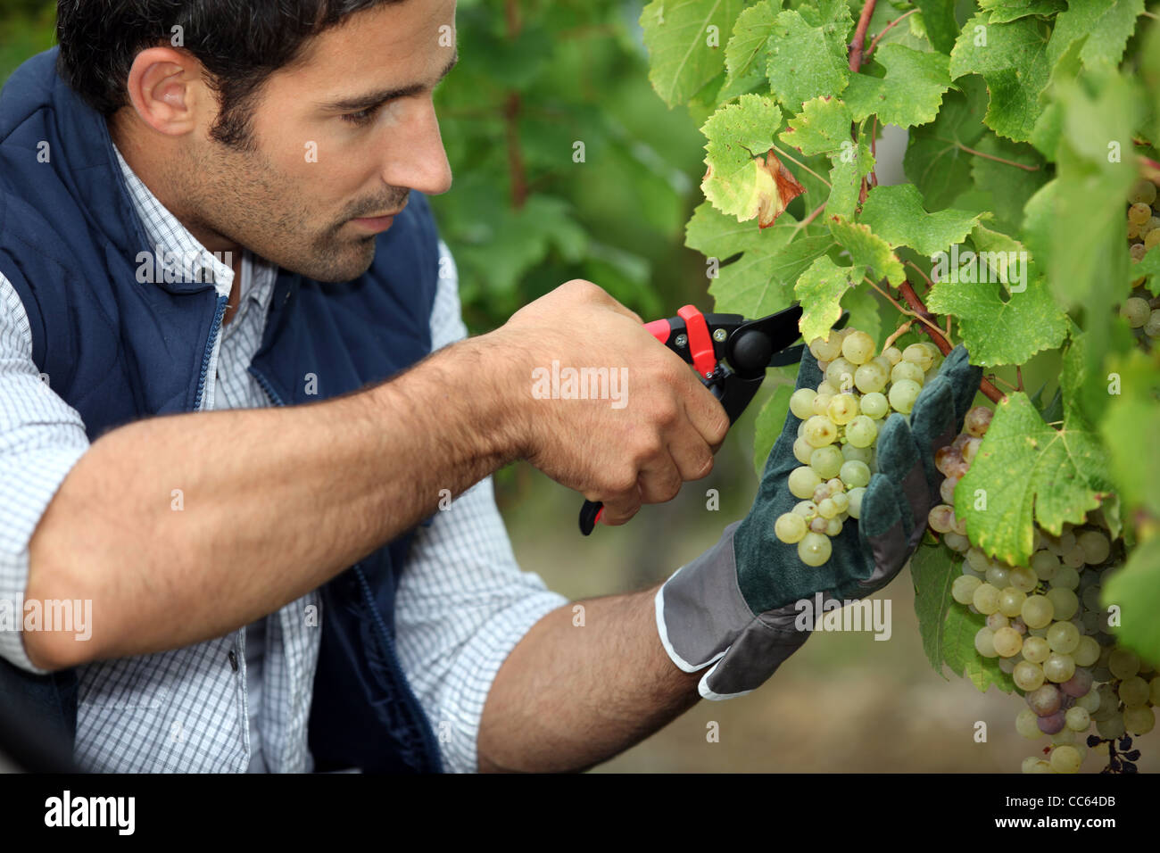 grape-picker in vineyard with clippers Stock Photo