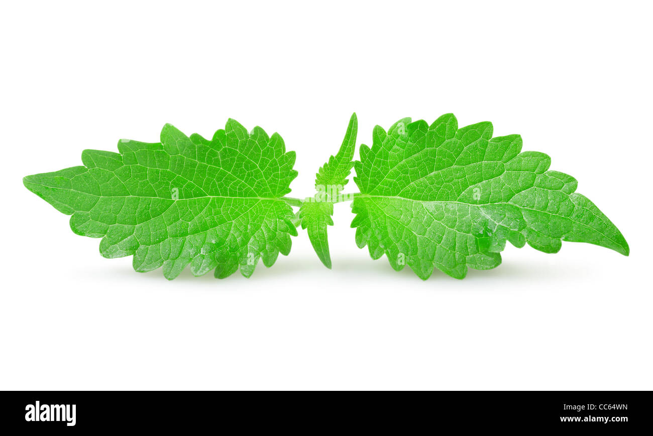 Green mint leaves isolated on white background Stock Photo