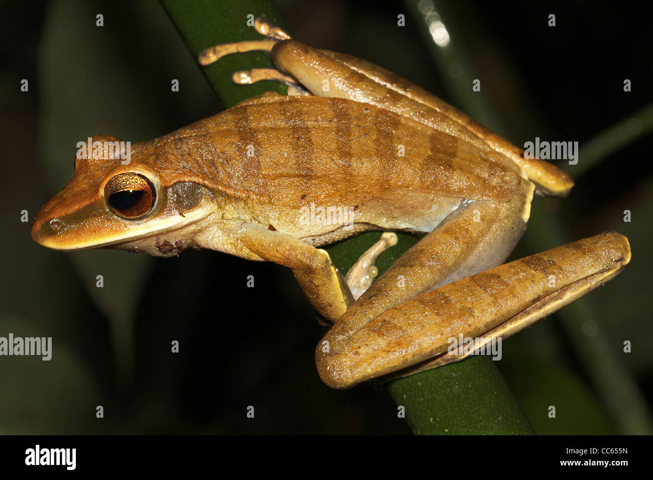 A big and beautiful Basin Treefrog (Hypsiboas lanciformis) takes a casual pose in the Peruvian Amazon Stock Photo