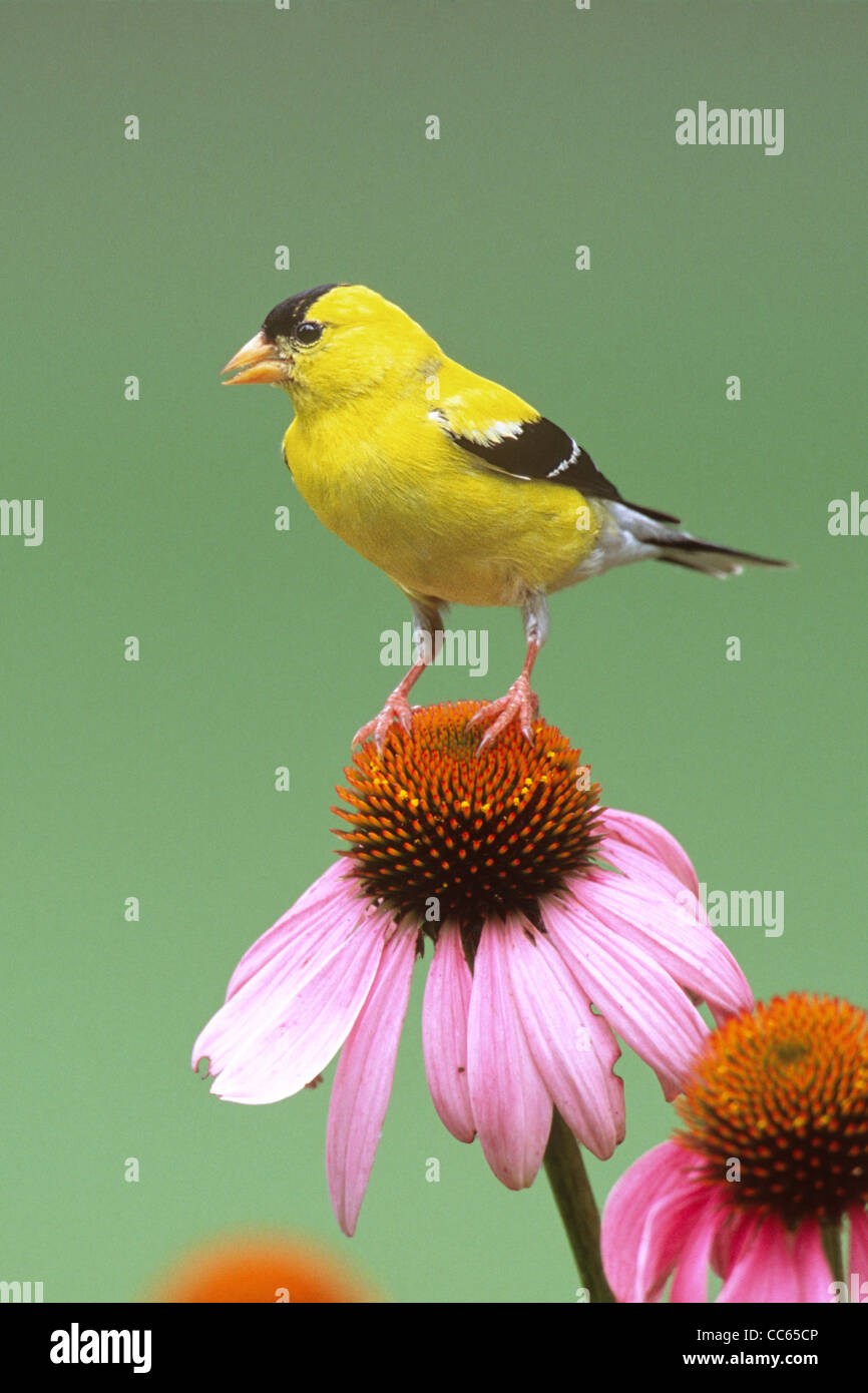 American Goldfinch singing perched atop Purple Coneflowers - vertical