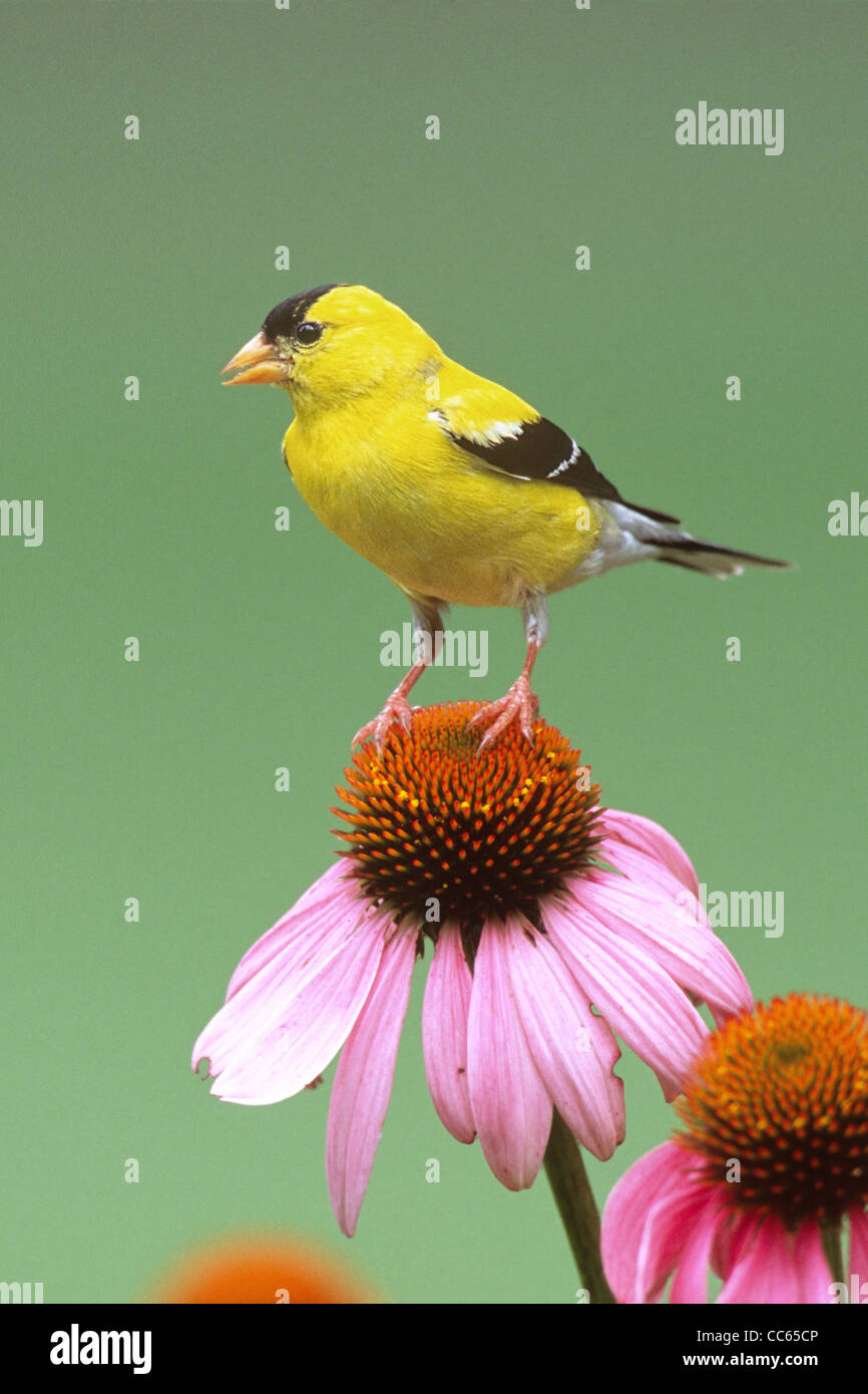 American Goldfinch singing perched atop Purple Coneflowers - vertical Stock Photo
