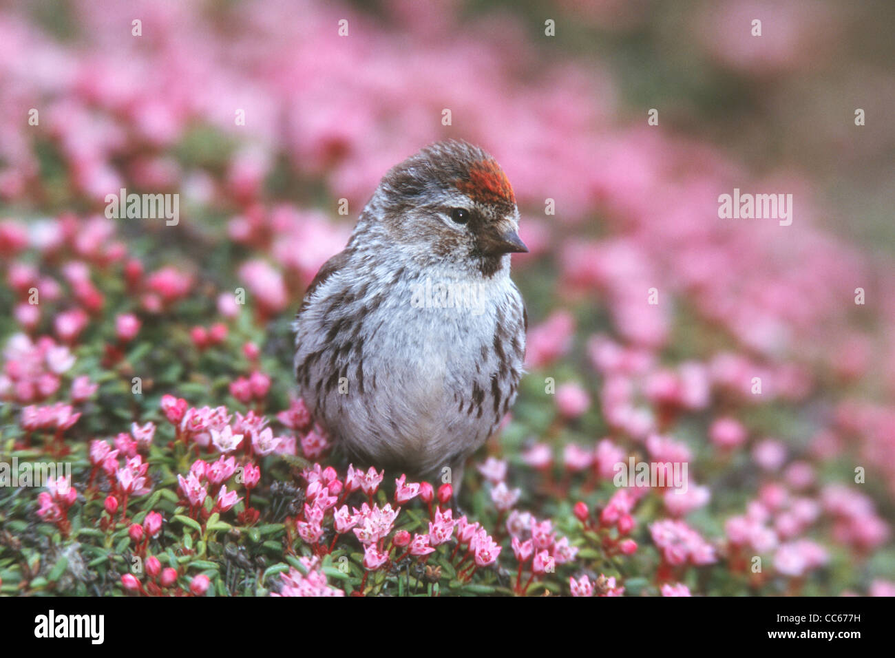 Common Redpoll in Moss Campion Stock Photo
