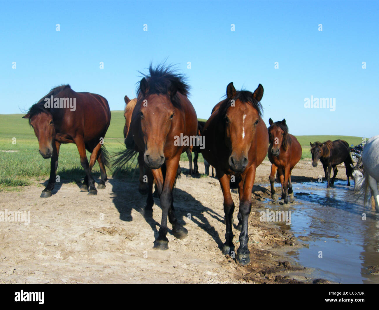 Mongolian horse hi-res stock photography and images - Alamy