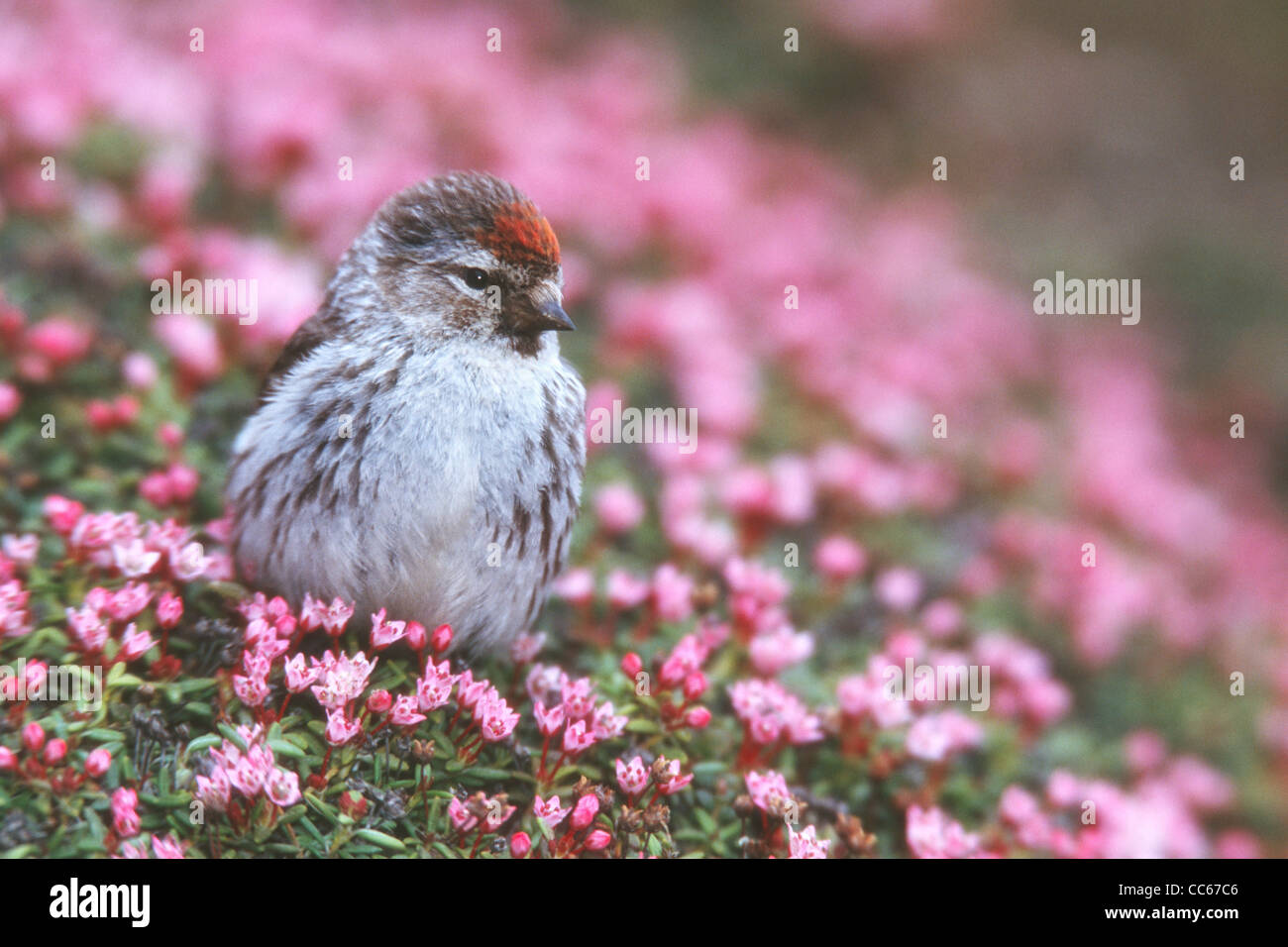Common Redpoll in Moss Campion wildflowers Stock Photo