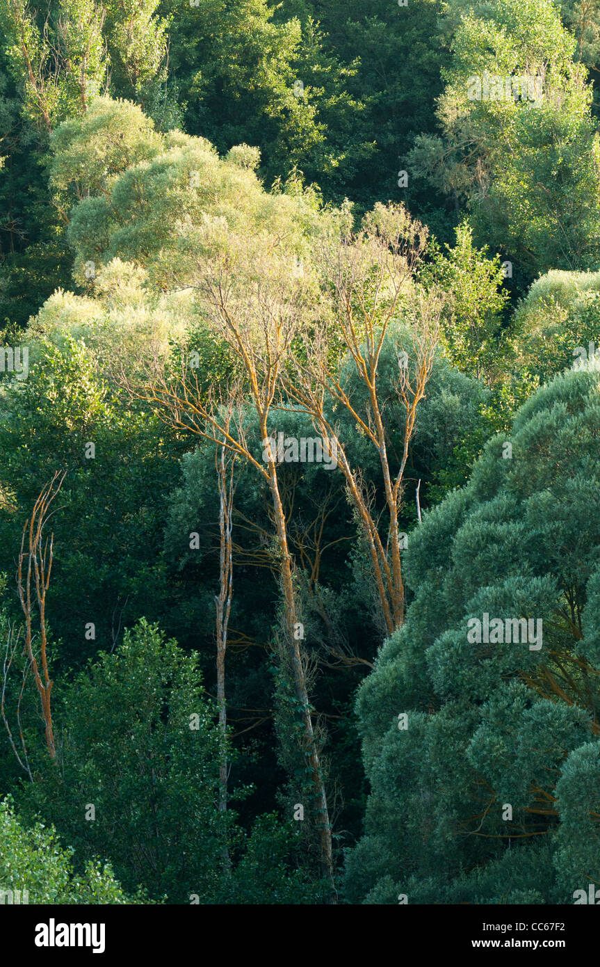 Very tall Willow trees growing on the shores of the river Segre in the
