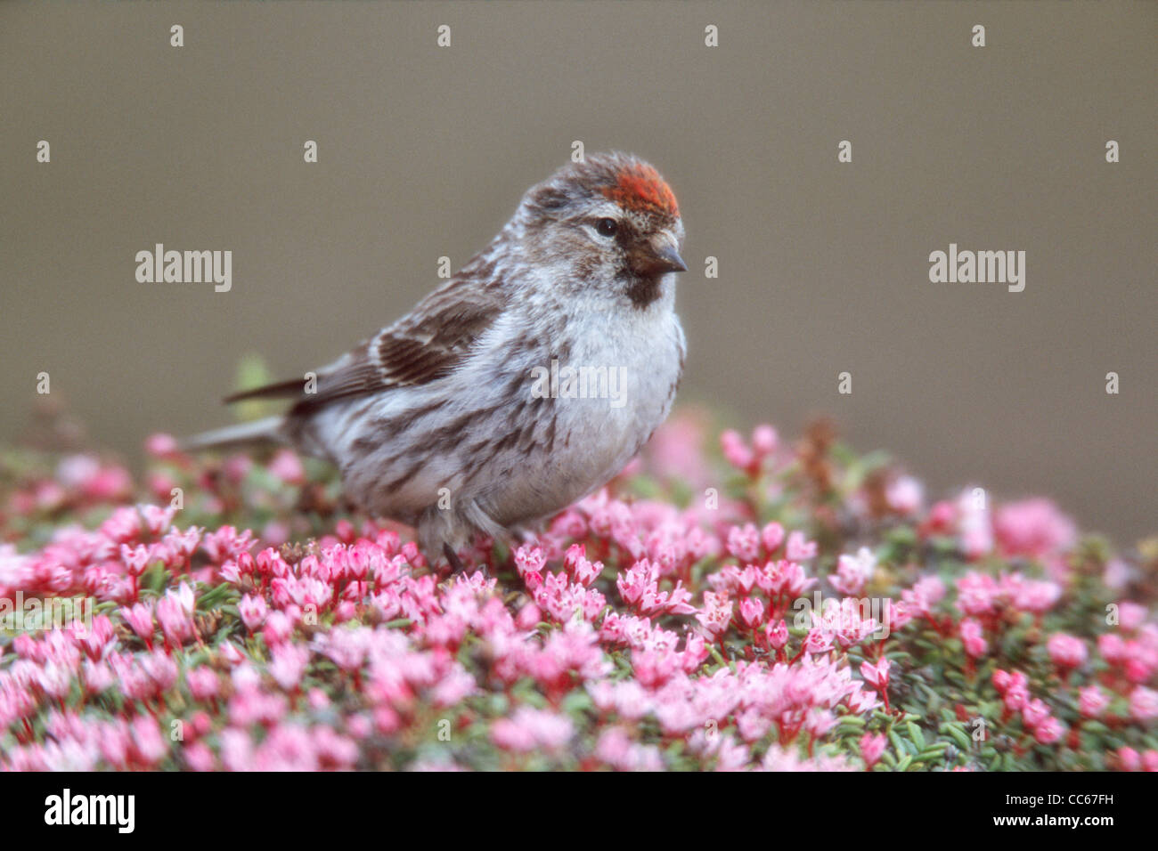 Common Redpoll in Moss Campion wildflowers Stock Photo