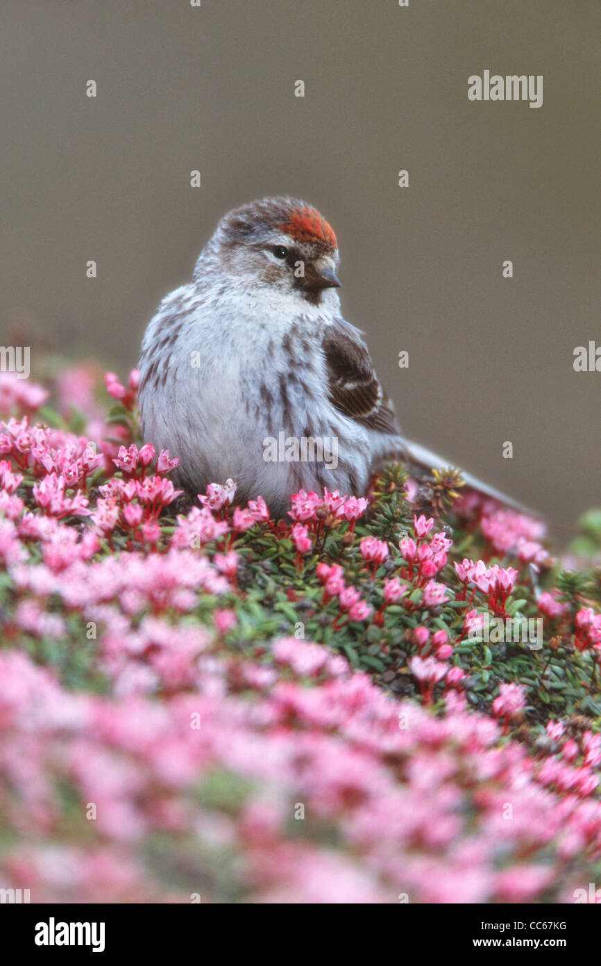 Common Redpoll in Moss Campion wildflowers - vertical Stock Photo