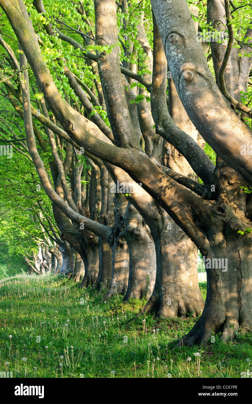 A view along the avenue of beech trees at Kingston Lacy in Dorset Stock Photo