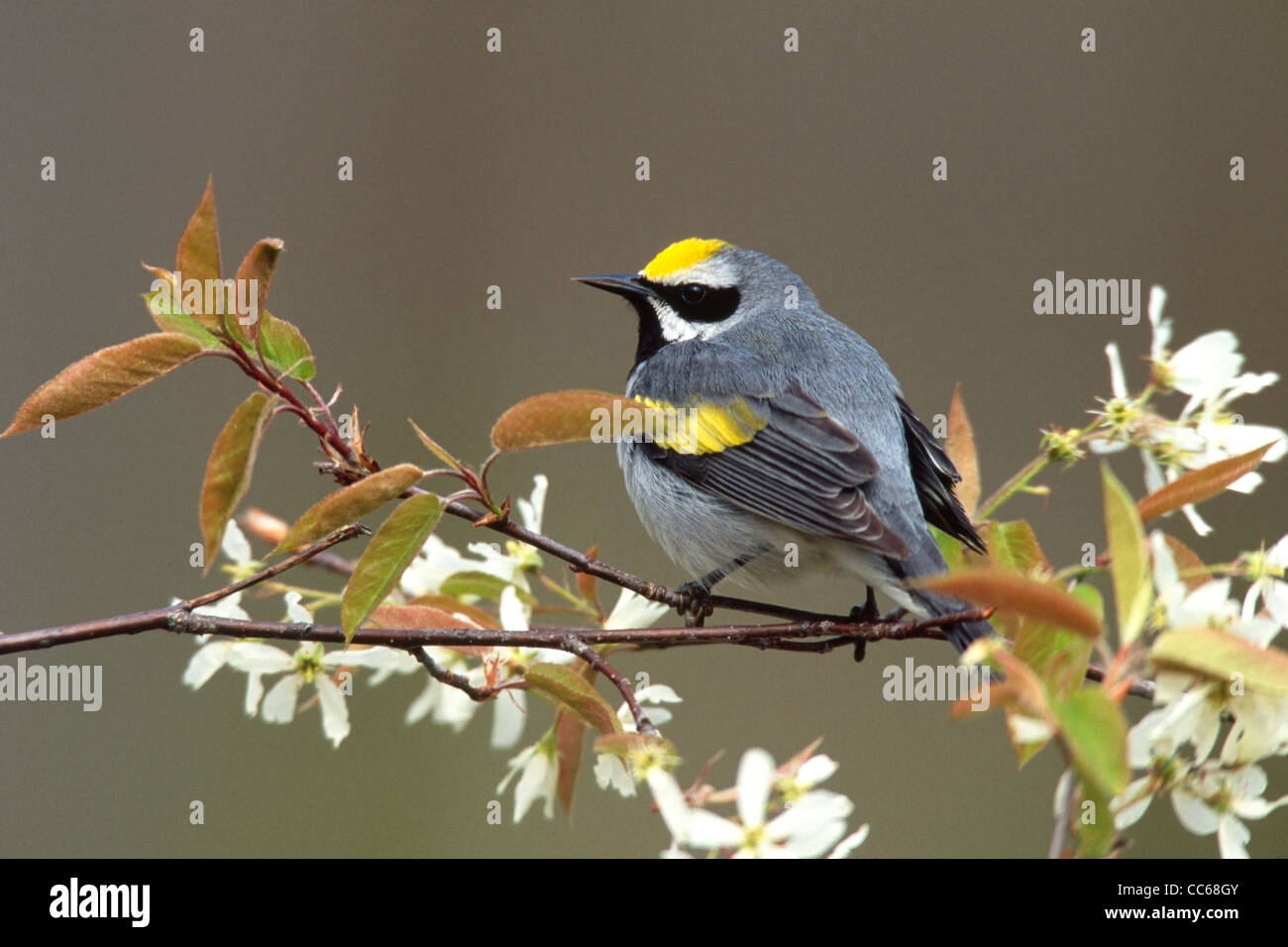 Golden-winged Warbler Stock Photo