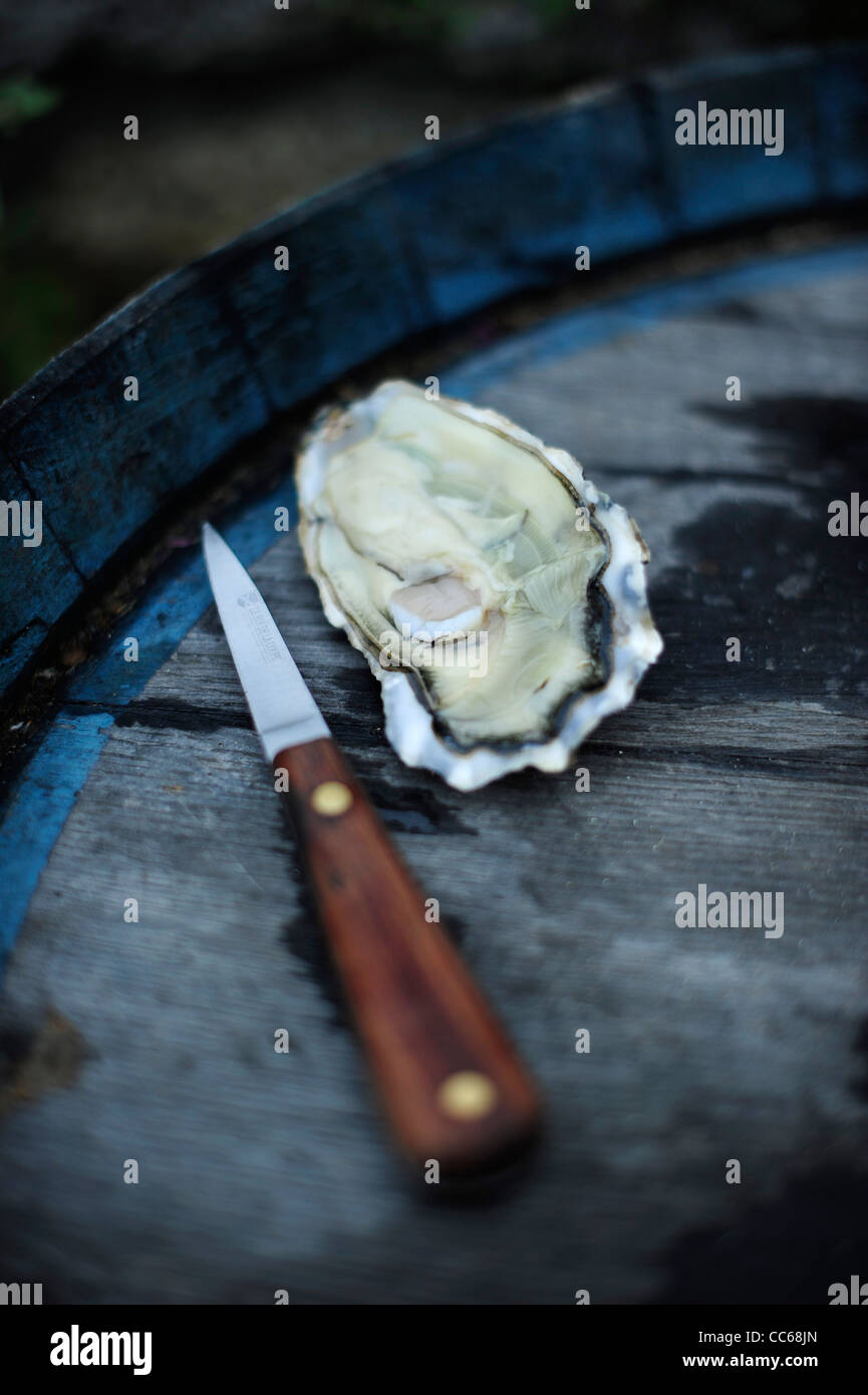 A fresh newly opened oyster from the river Fal, Cornwall, UK Stock Photo