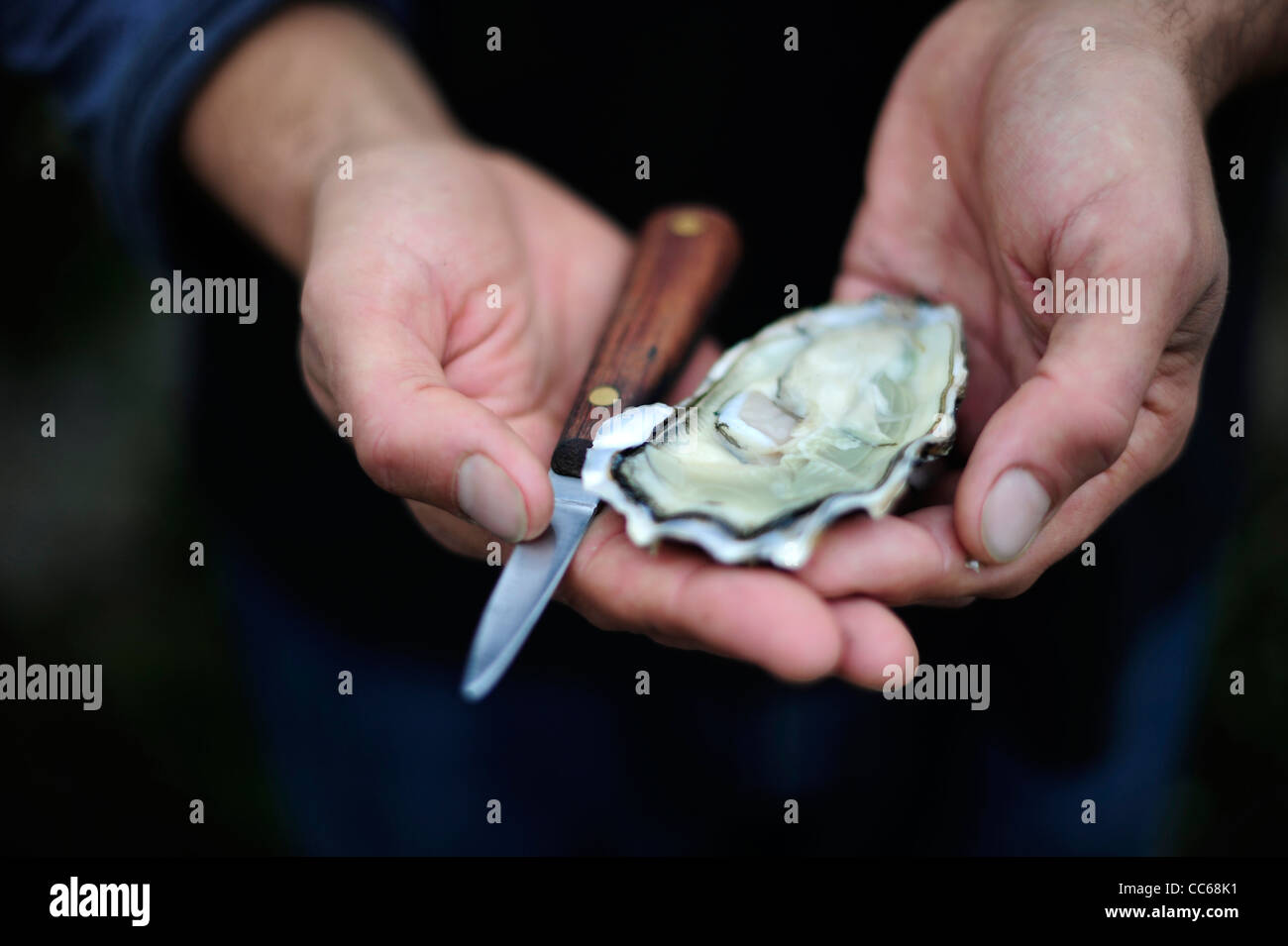 A fresh newly opened oyster from the river Fal, Cornwall, UK Stock Photo