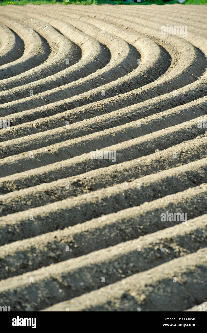 agriculture Stock Photo