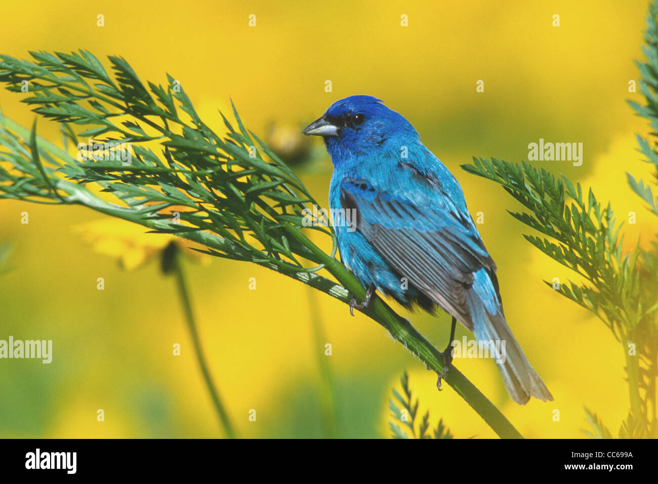 Indigo Bunting perched in coreopsis blossoms Stock Photo