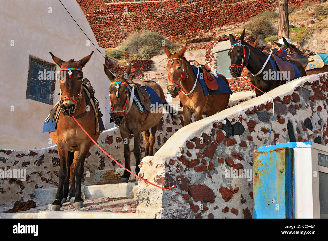 Horses, donkeys and mules are still used today to carry visitors from Ammoudi (in the photo) to Oia village, Santorini, Greece Stock Photo