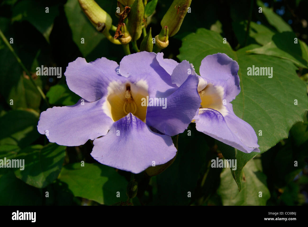 Violet domestic flower having middle open pit. Stock Photo