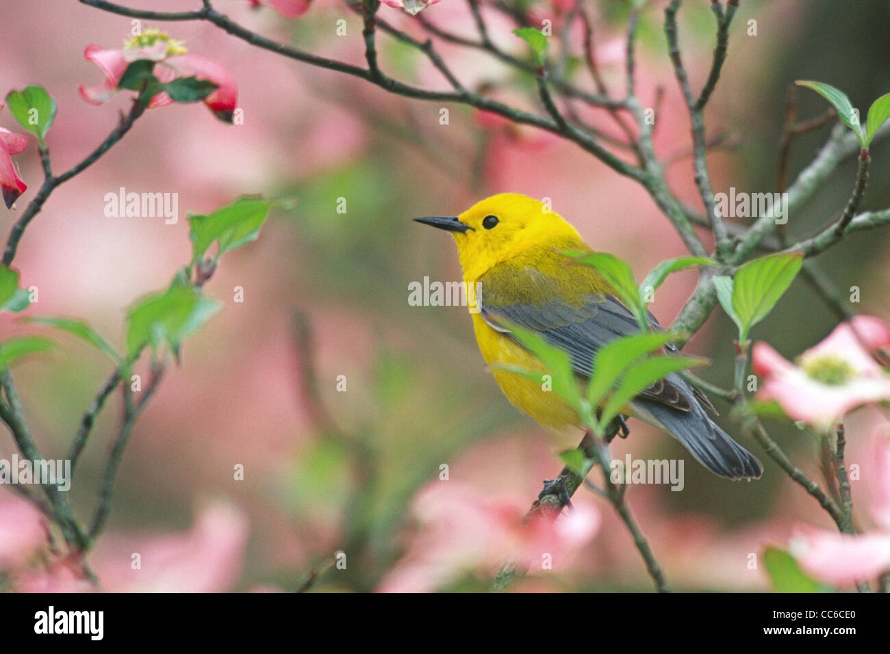 Prothonotary Warbler perched in Pink Dogwood Flowers Stock Photo