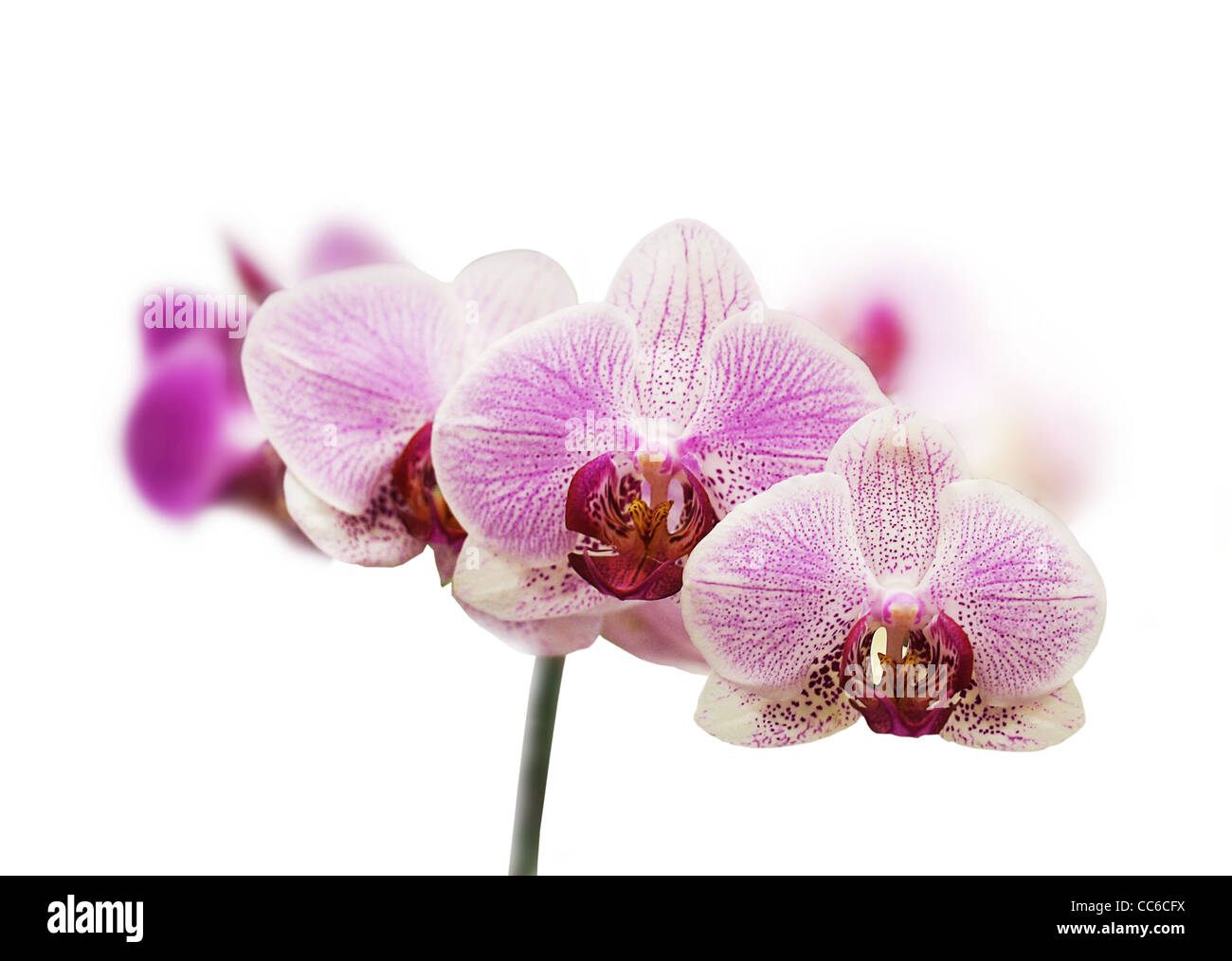 Purple orchid flower on a white isolated background Stock Photo