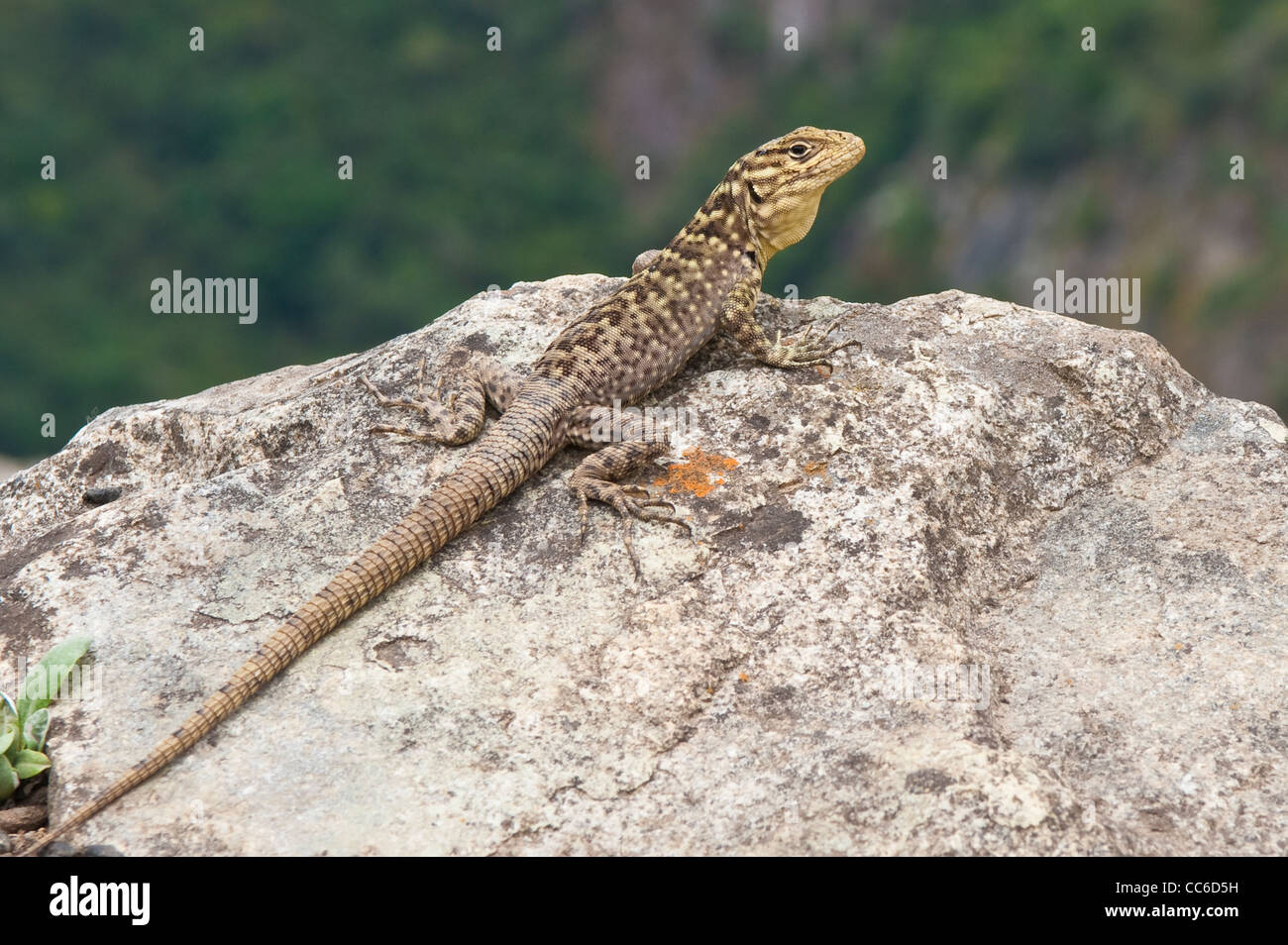 Peru. Ground lizard in the ancient Inca ruins of Machu Picchu Stock ...