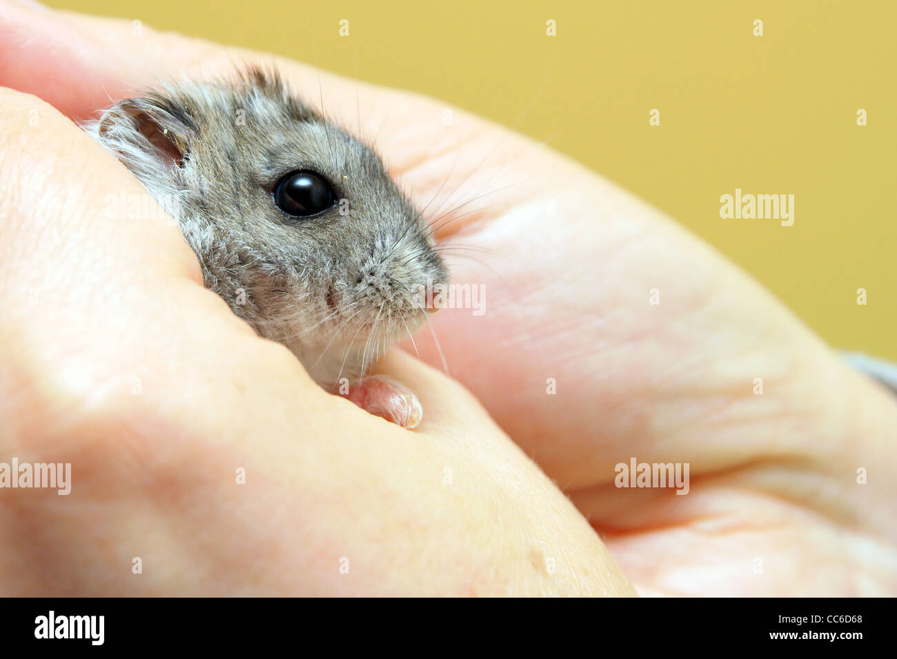 Dwarf hamster feeling safe in caring hands Stock Photo - Alamy