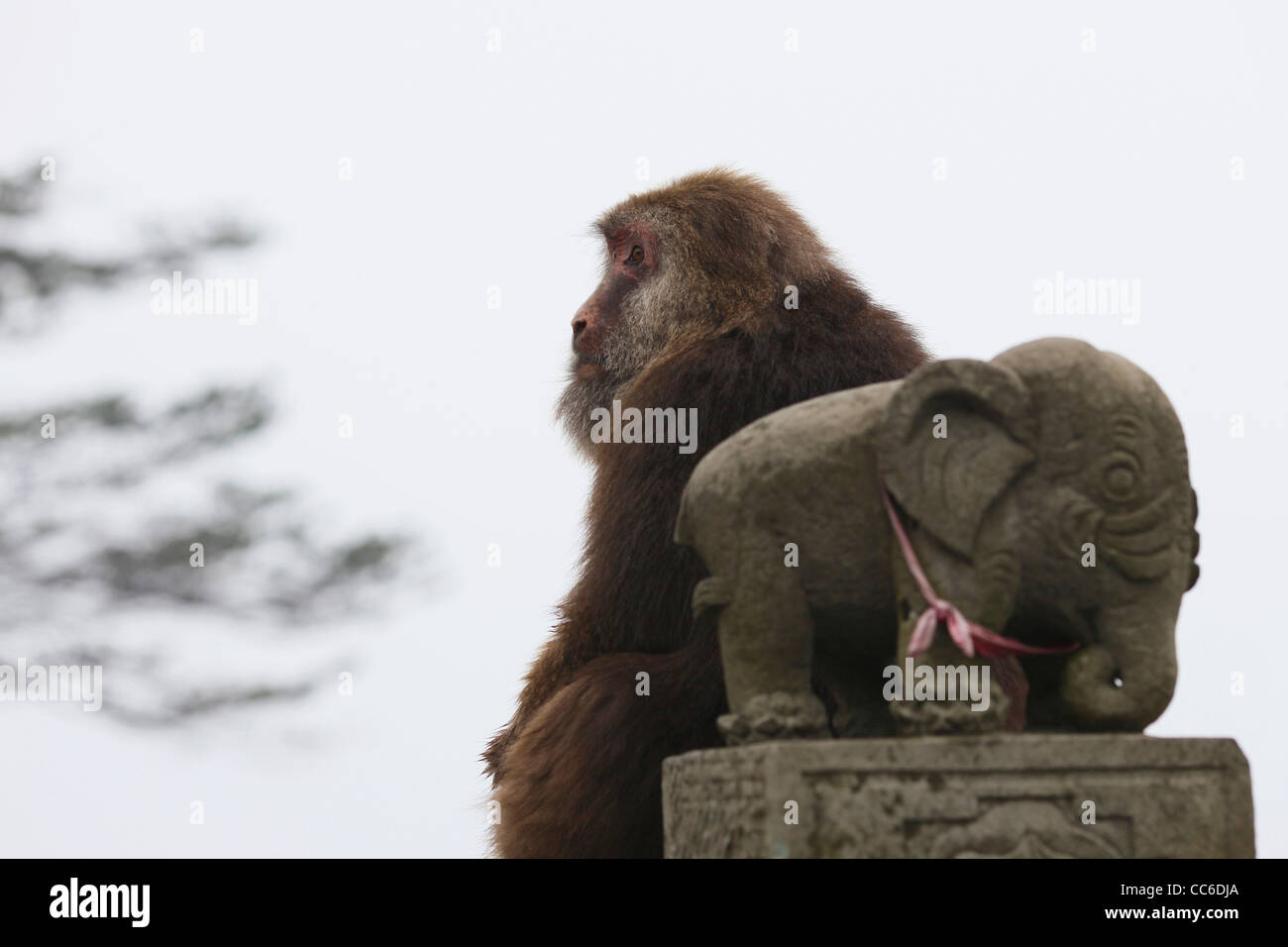 Monkey sitting beside a elephant statue, Mount Emei, Leshan, Sichuan , China Stock Photo