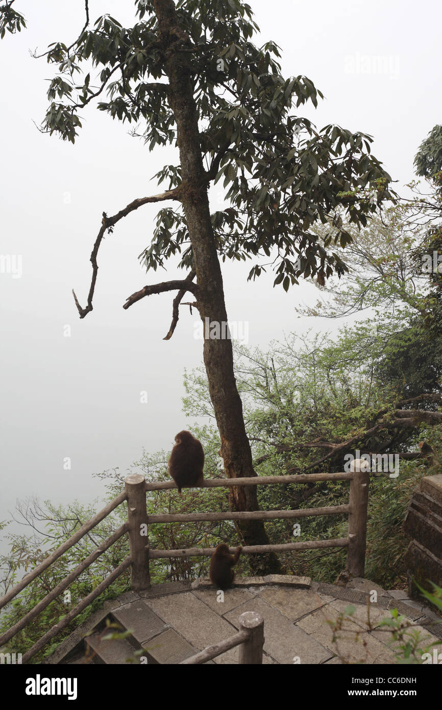 Monkey standing on railing, Mount Emei, Leshan, Sichuan , China Stock Photo