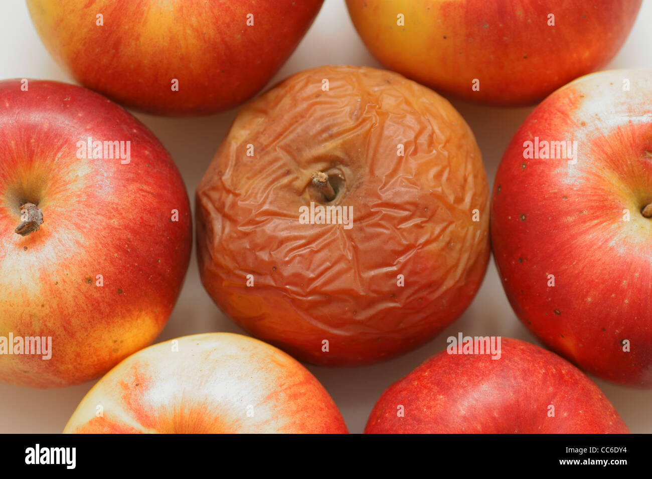 Rotten disgusting apple, many apple Stock Photo Alamy