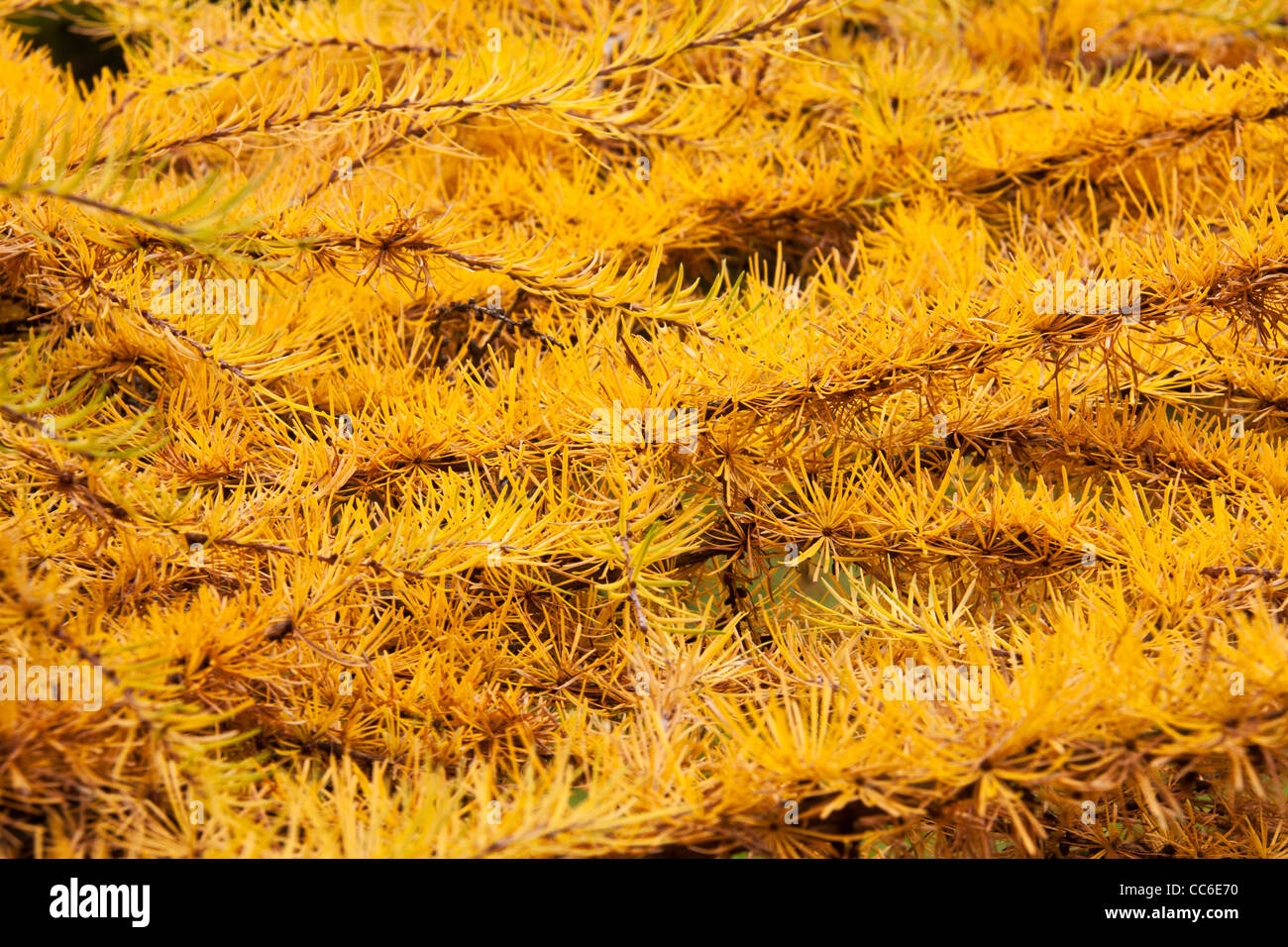 Golden leafs of Larix Gmelini Japonica a strange Asian conifer late in autumn Stock Photo