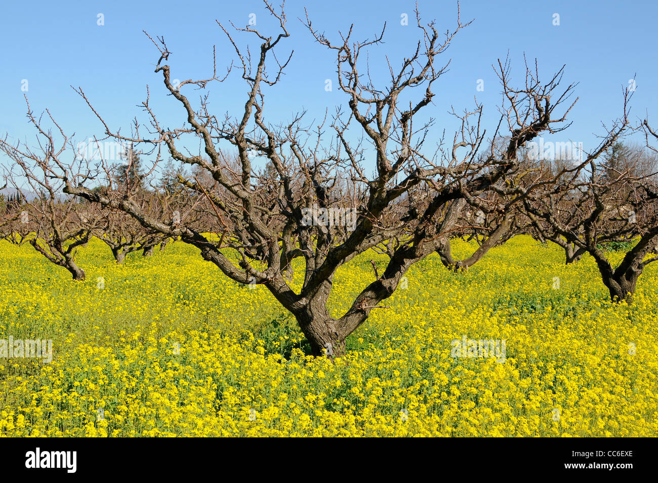 Yellow Mustard Flowers in Apricot Orchard Stock Photo