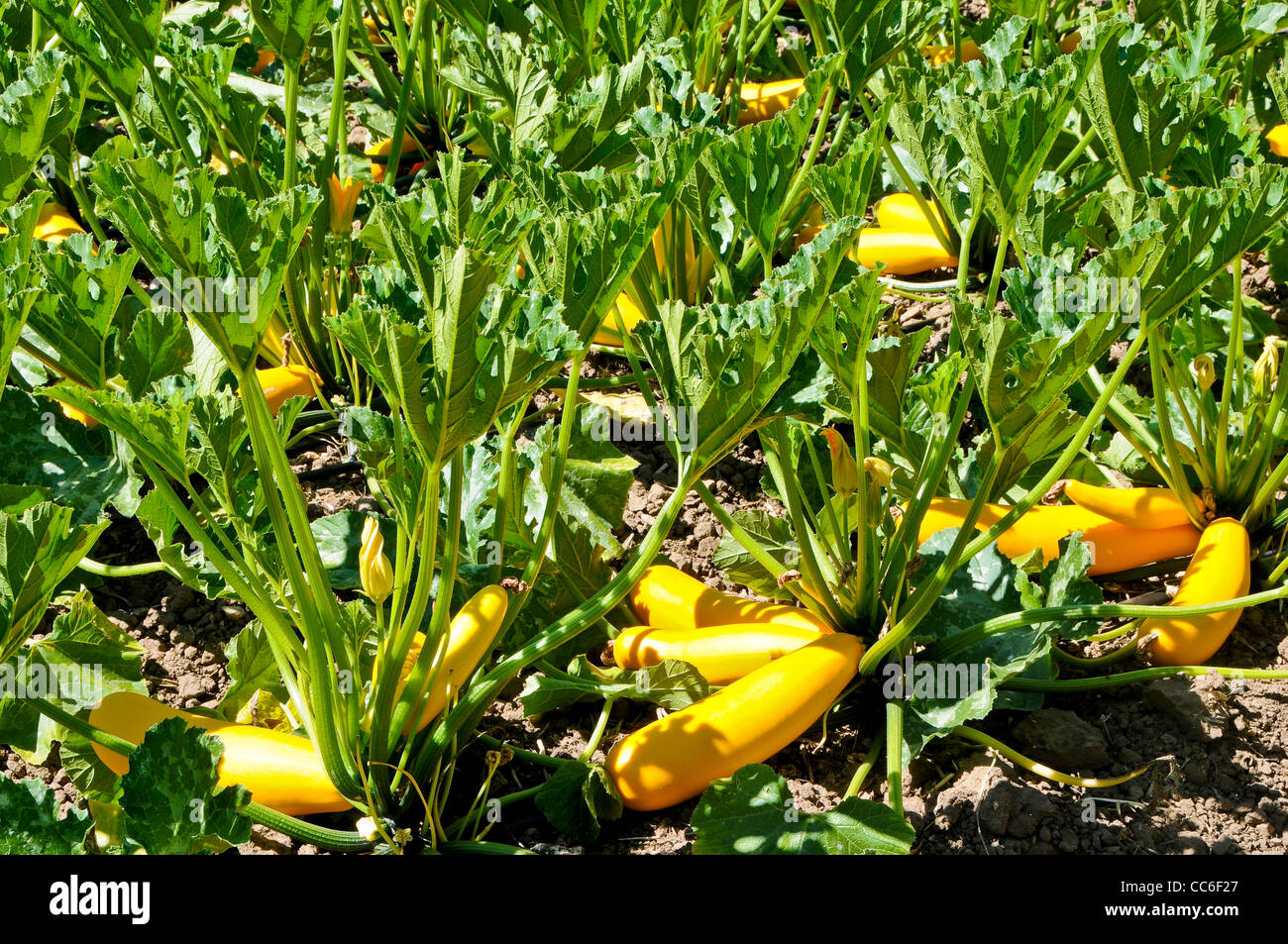 Yellow Squash Growing in Field Stock Photo Alamy
