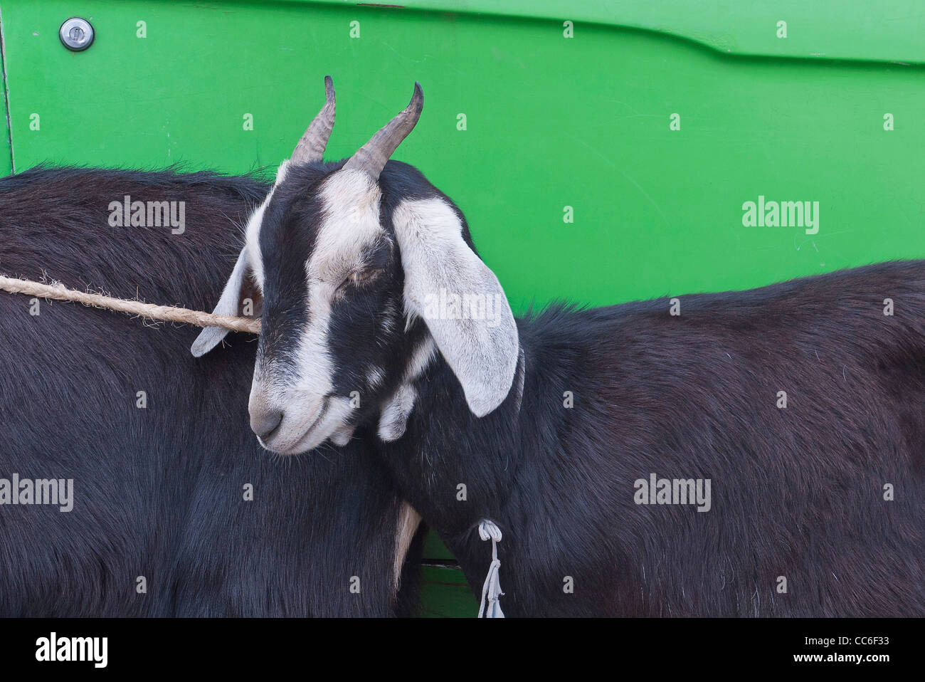 A black and white billy goat with long horns is leashed while standing in front of a bright green pickup truck. Stock Photo