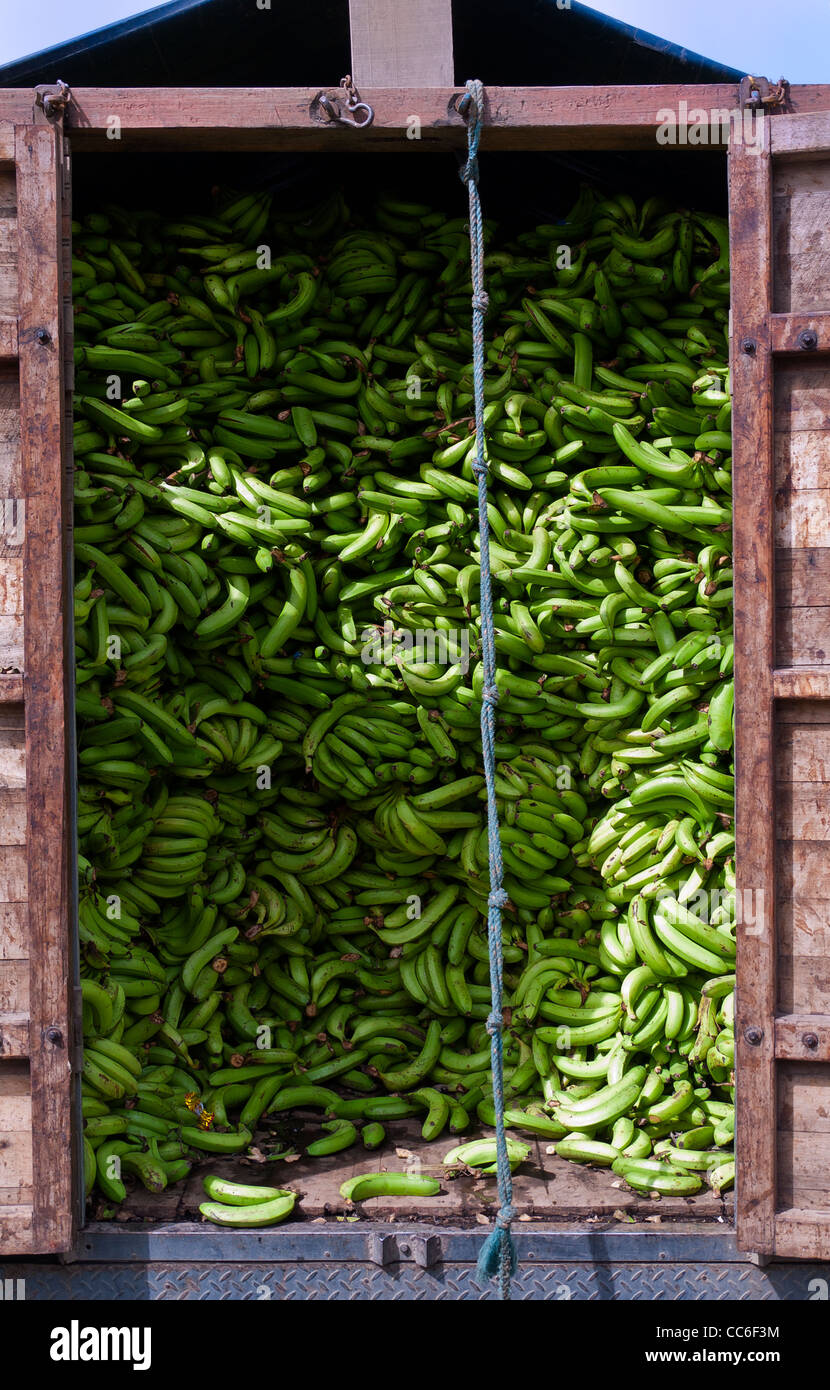 Ecuador bananas hi res stock photography and images Page 2 Alamy