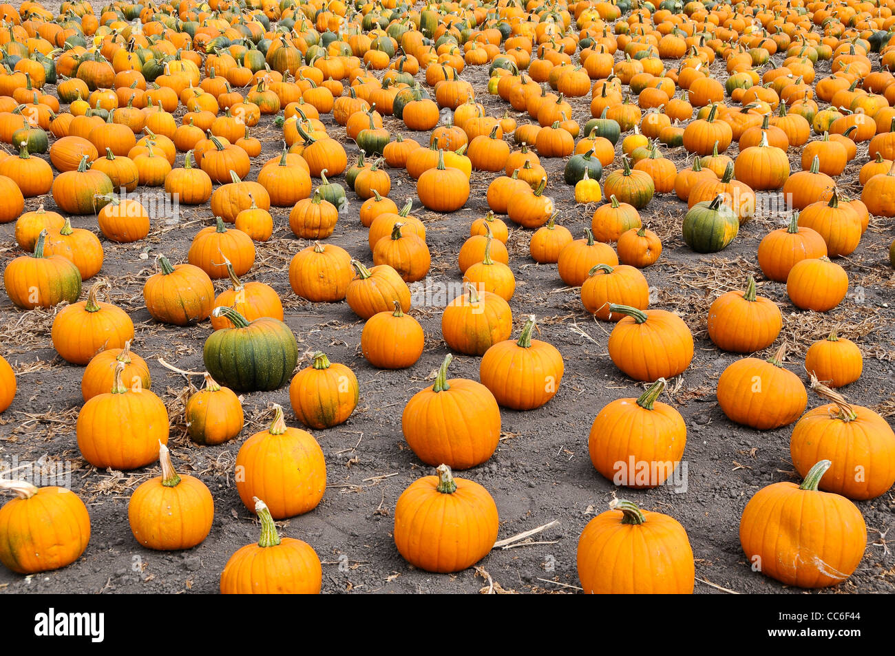 Pumpkins in Field Stock Photo - Alamy