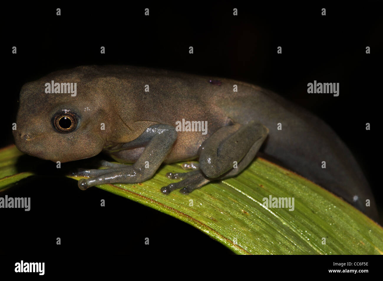 Metamorphosing Tadpole of a Map Treefrog (Hypsiboas geographicus) in the Peruvian Amazon Stock Photo