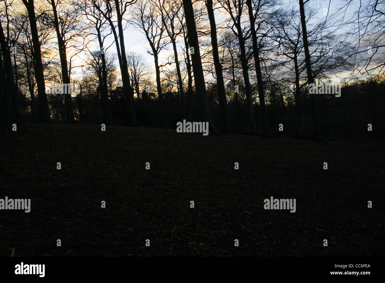 silhouette of trees in forest near Sparken Hill, Worksop, Notts, England, UK Stock Photo
