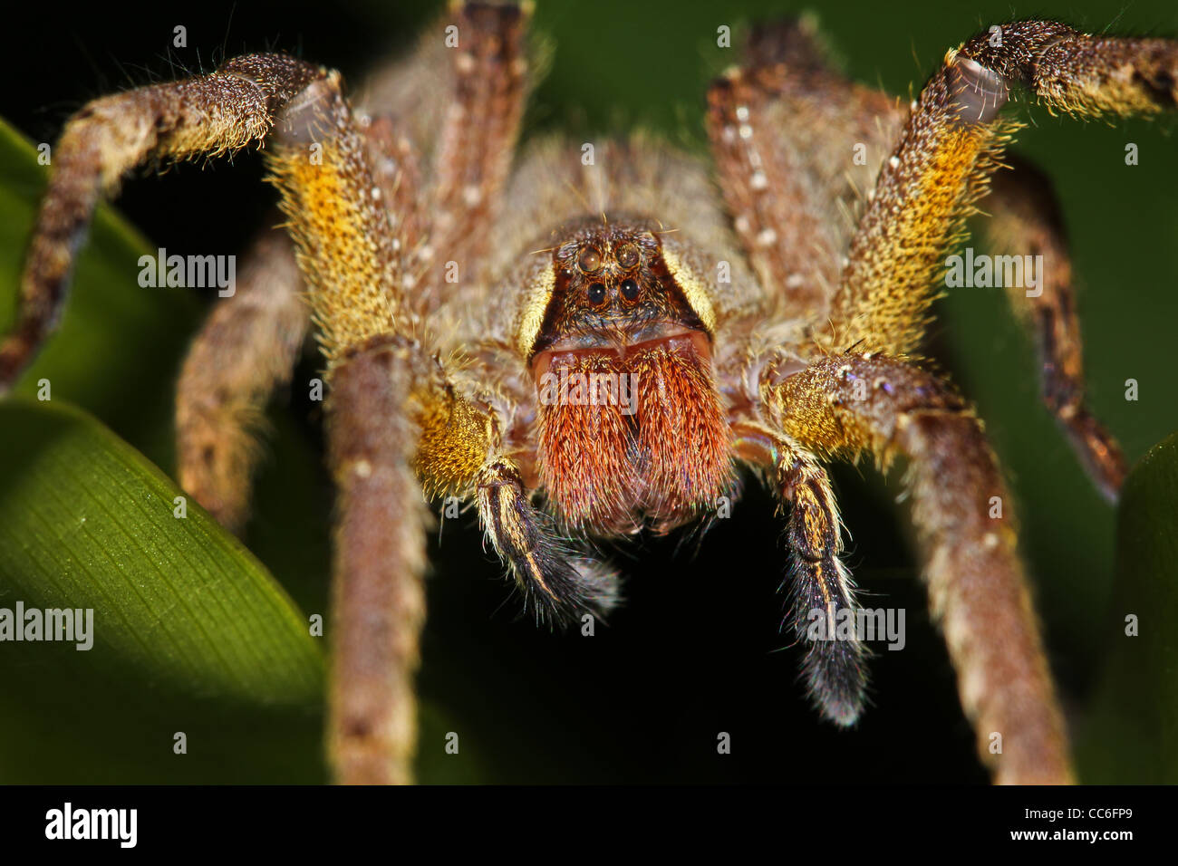 A LARGE, HAIRY, YELLOW spider in the Peruvian Amazon TERRIFYING closeups of some creepy crawlies Stock Photo