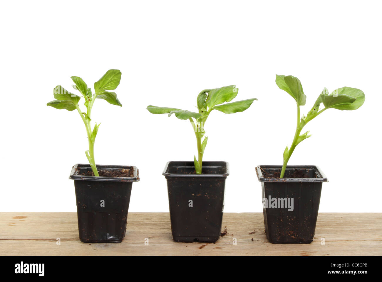 Three broad hi-res stock photography and images - Alamy