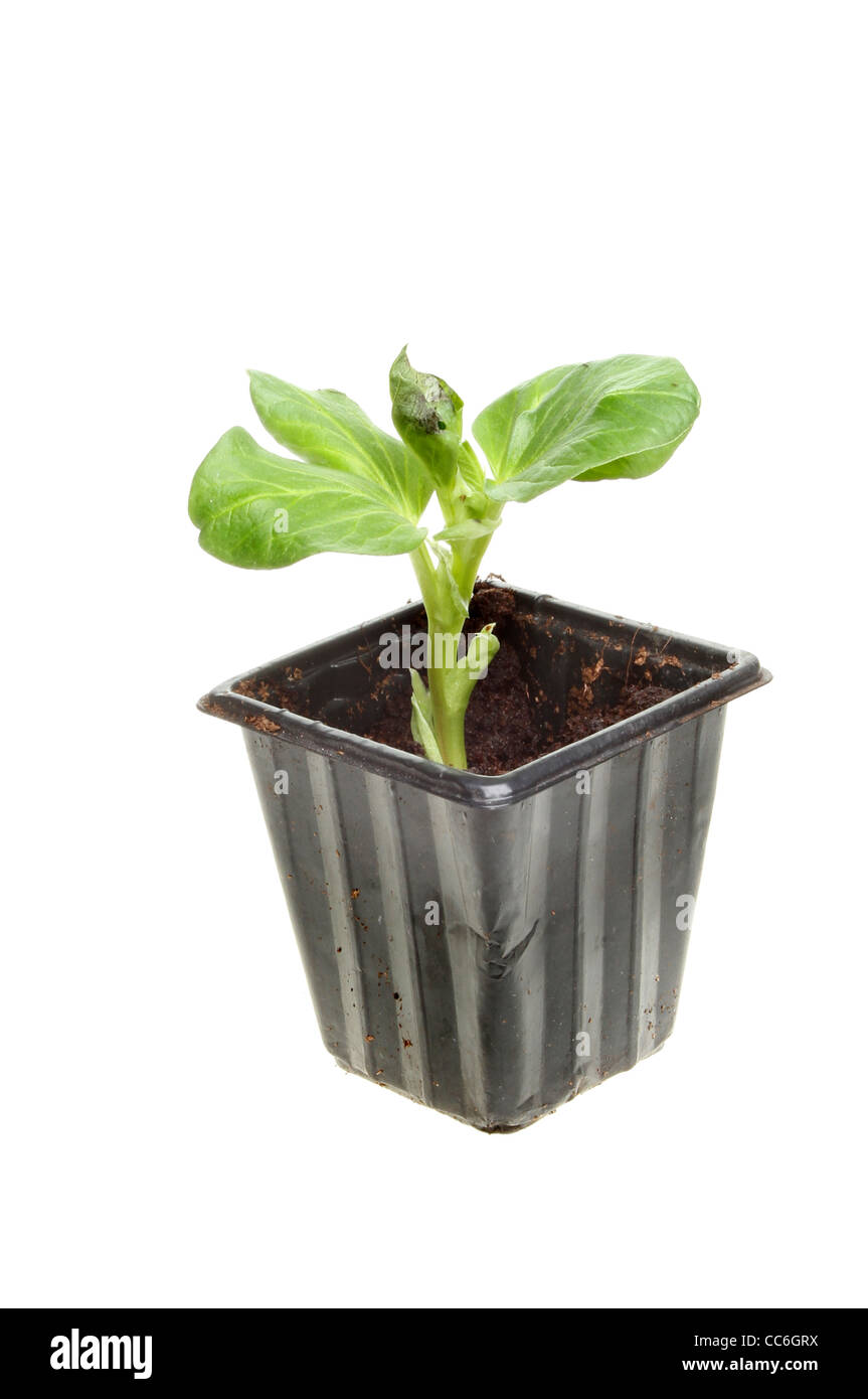 Small seedling broad bean plant in a plastic pot isolated against white Stock Photo