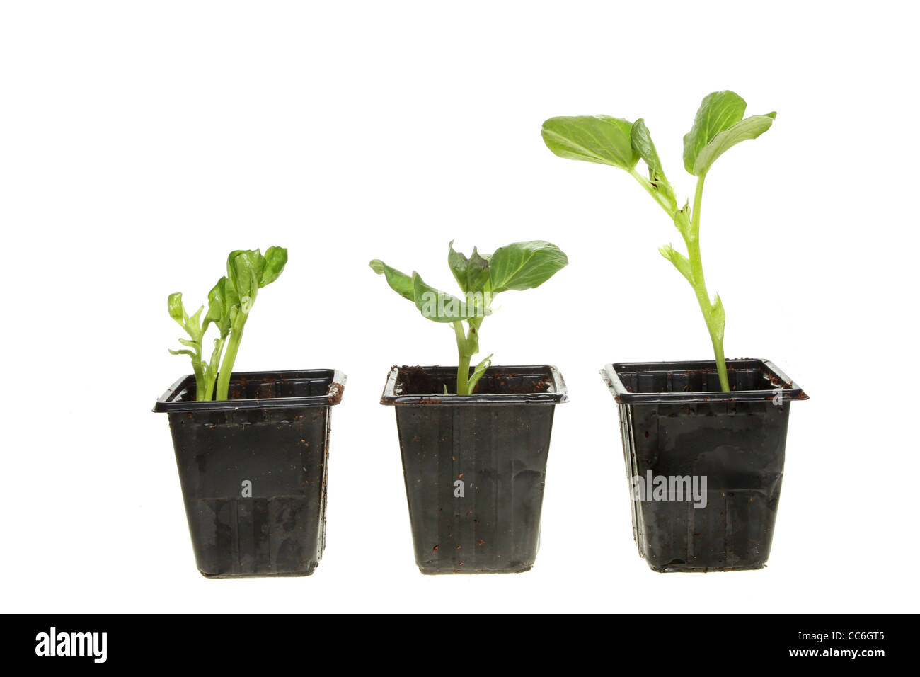 Bean plants hi-res stock photography and images - Alamy