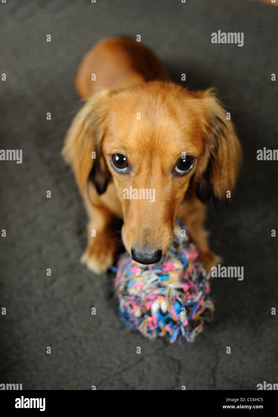 Puppy playing with a ball. Stock Photo